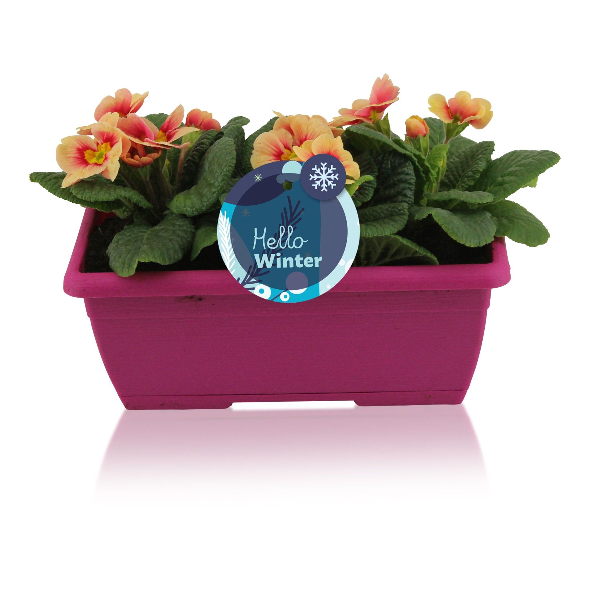 Primula Acaulis in Roze Duobakje, D 25