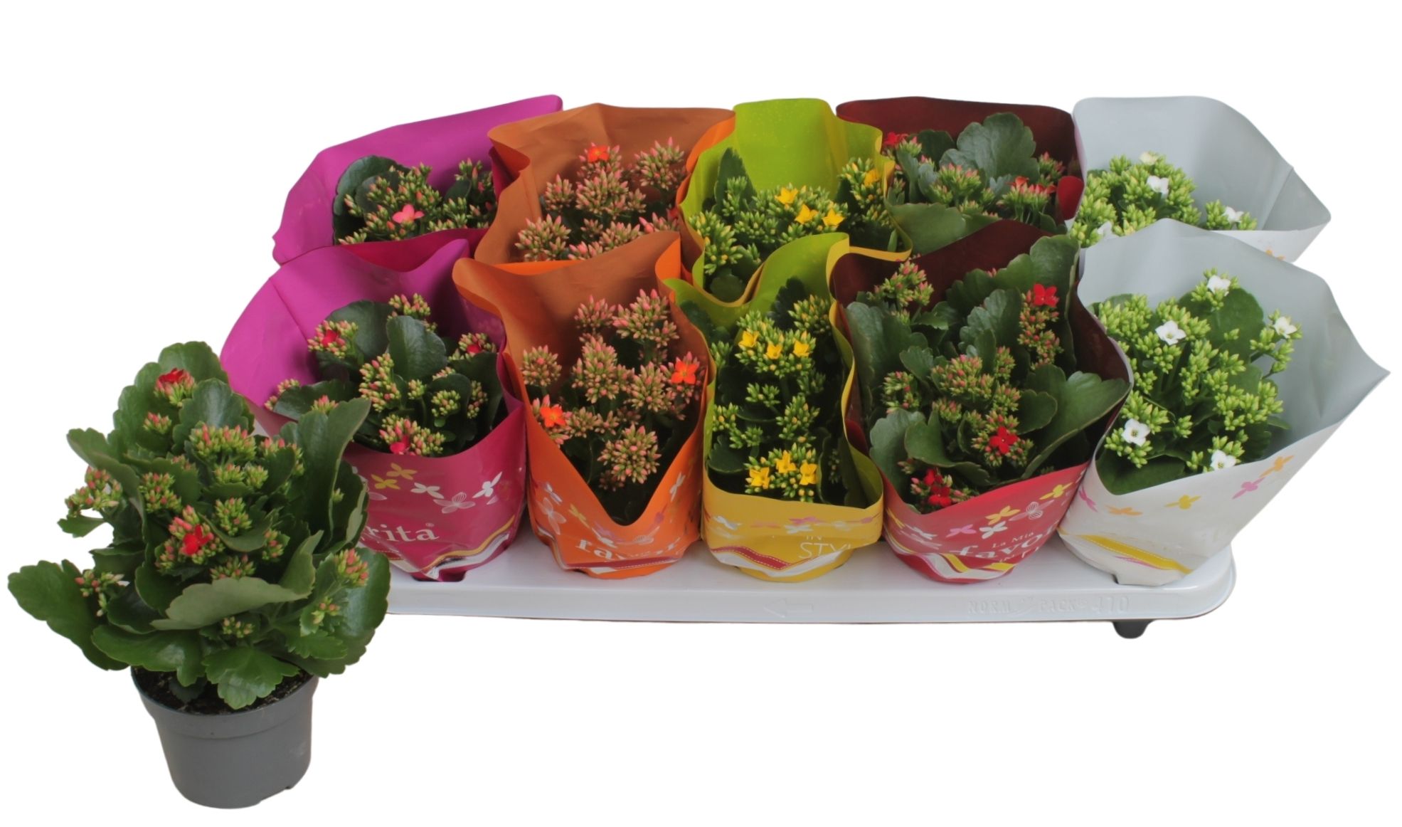 Kalanchoe Favorita mix - TST sleeve, D 10,5