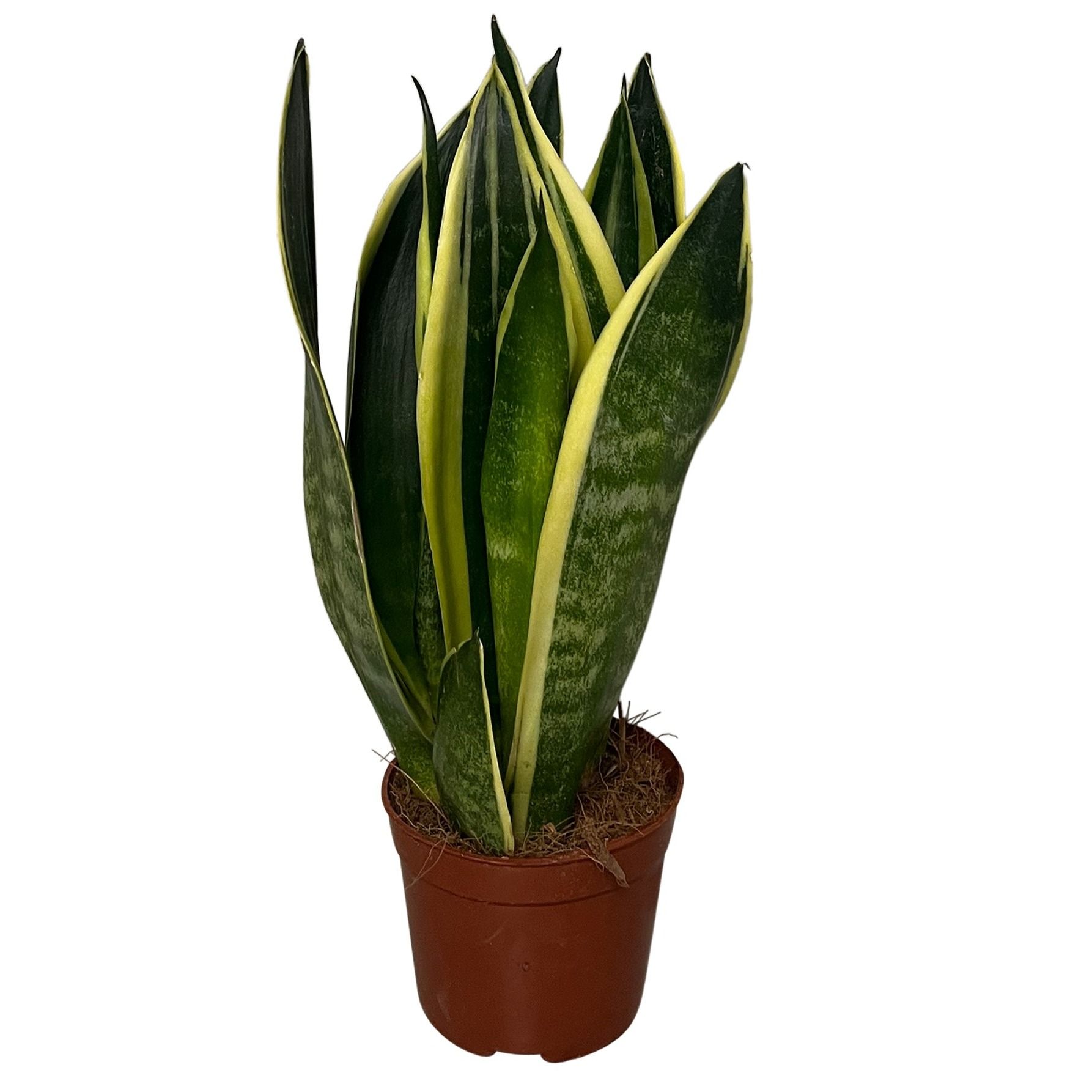Sansevieria Canary 2pp, D 9