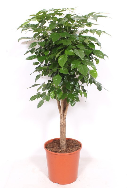 Radermachera hainanensis, D 30