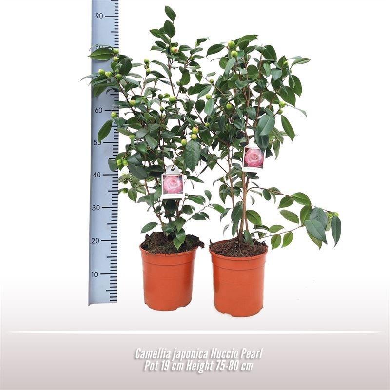Camellia japonica Nuccio Pearl, D 19