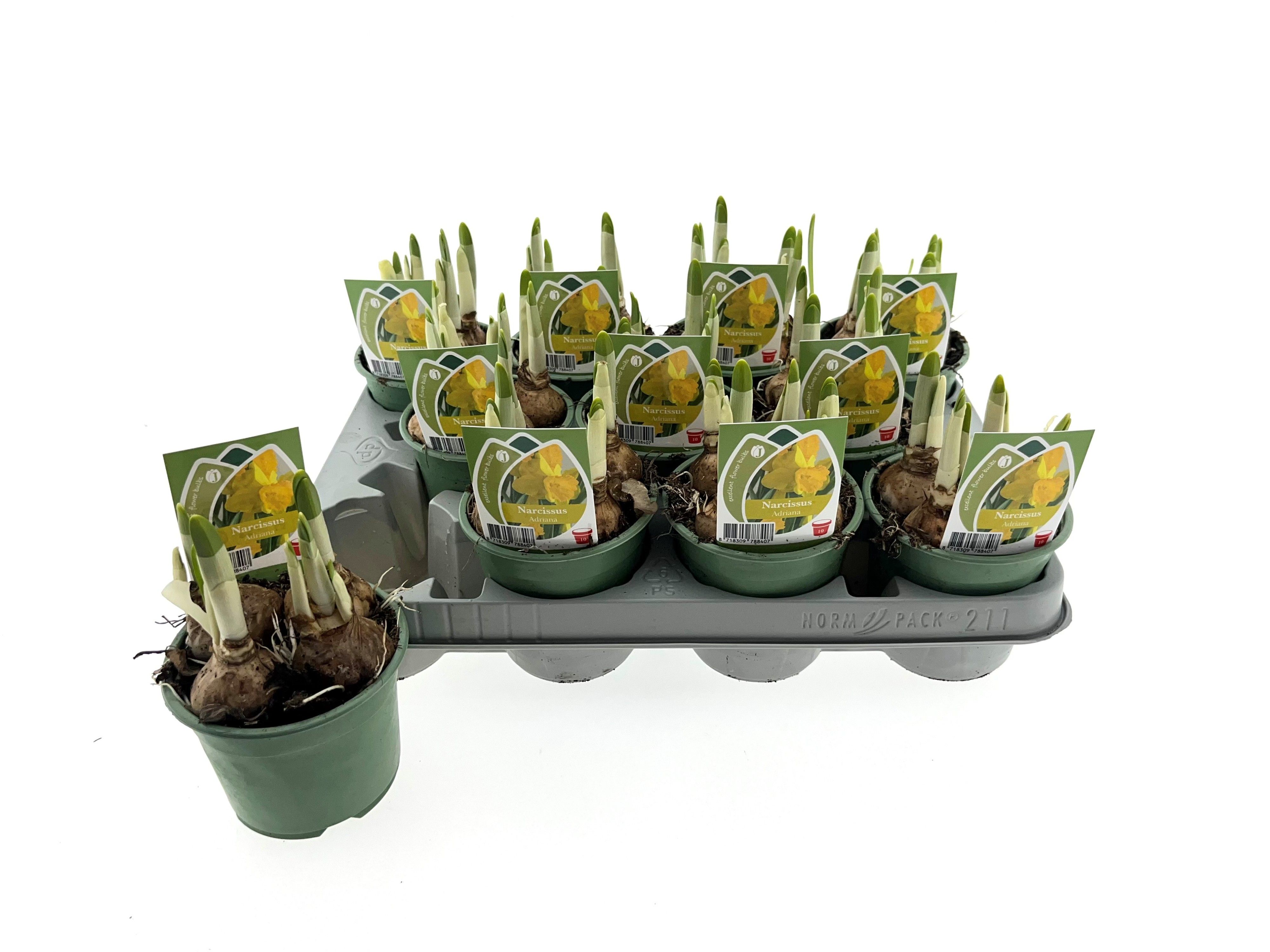 Narcis Adriana 10cm, D 10