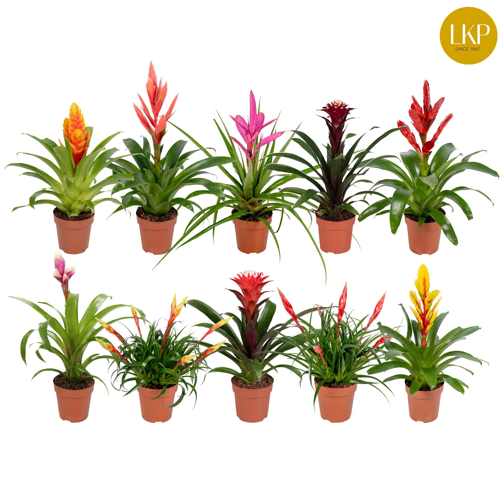 Bromelia Adventure 10 soorten Gemengd (Met Hoes), D 12