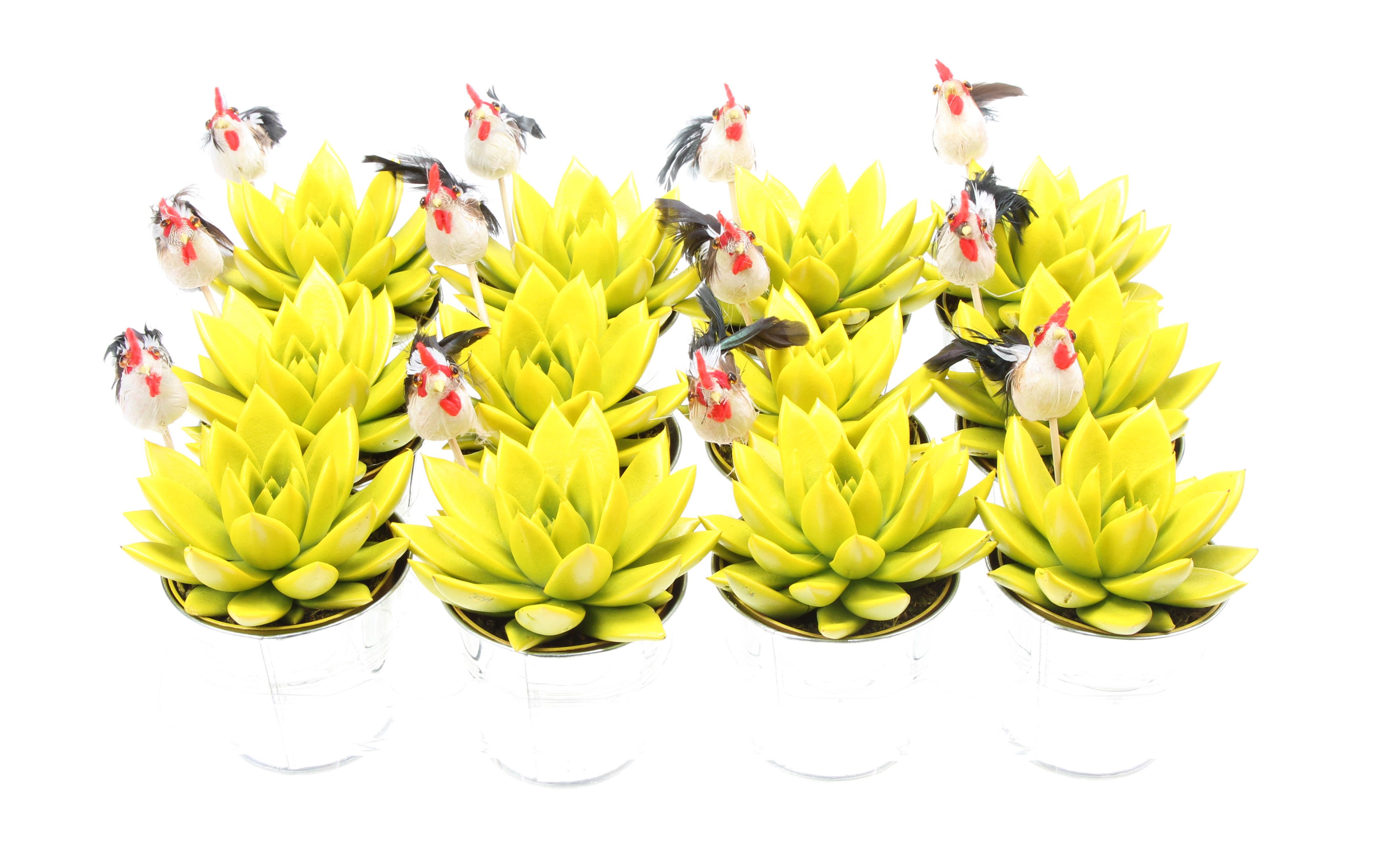 Zink miranda geel + haan, D 10