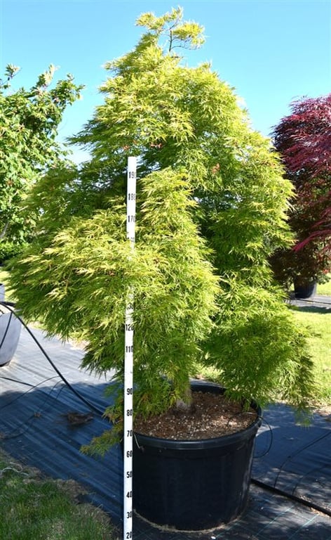 Acer pal. 'Dissectum', D 80