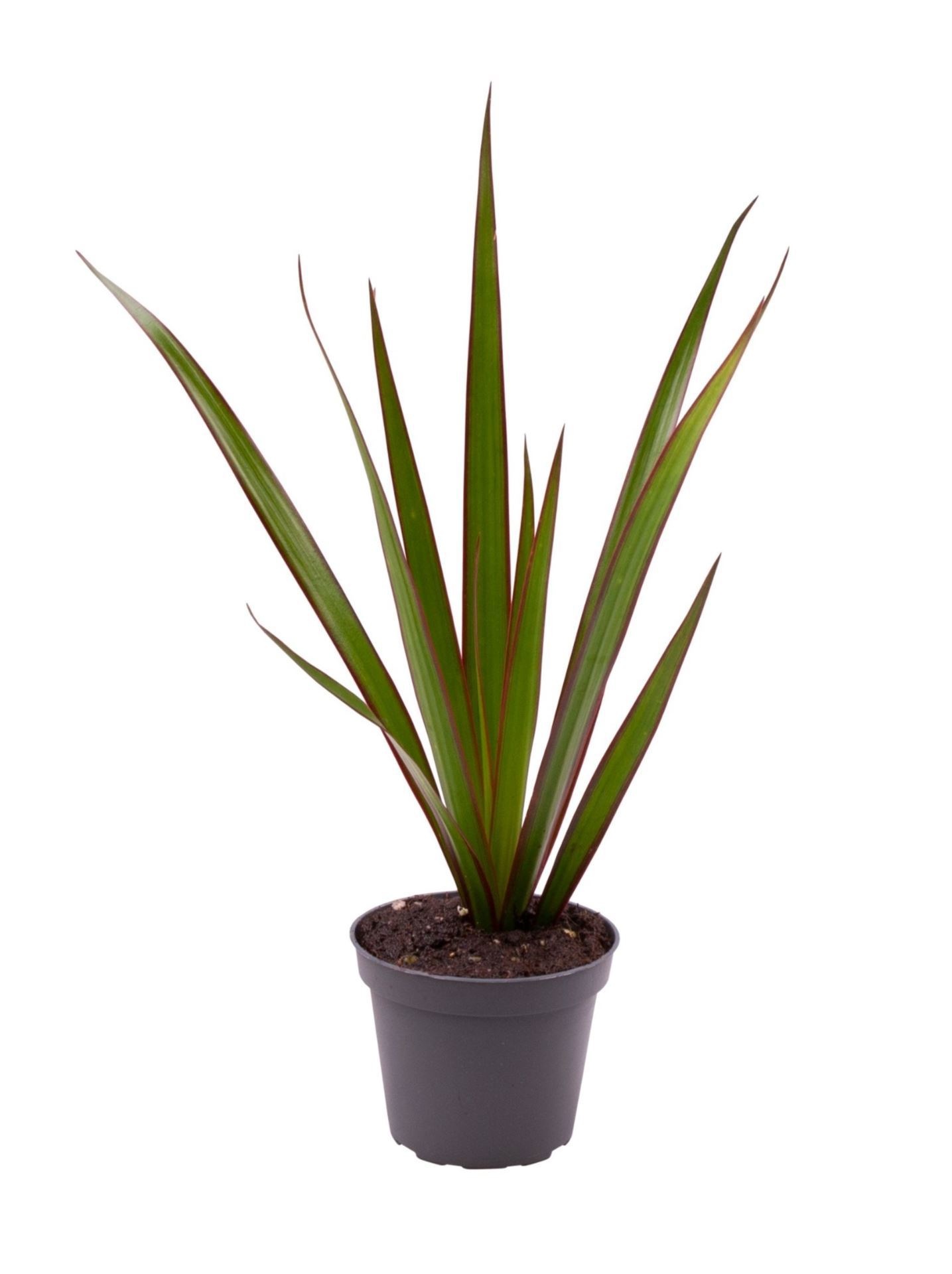 Dracaena Marginata Top, D 6