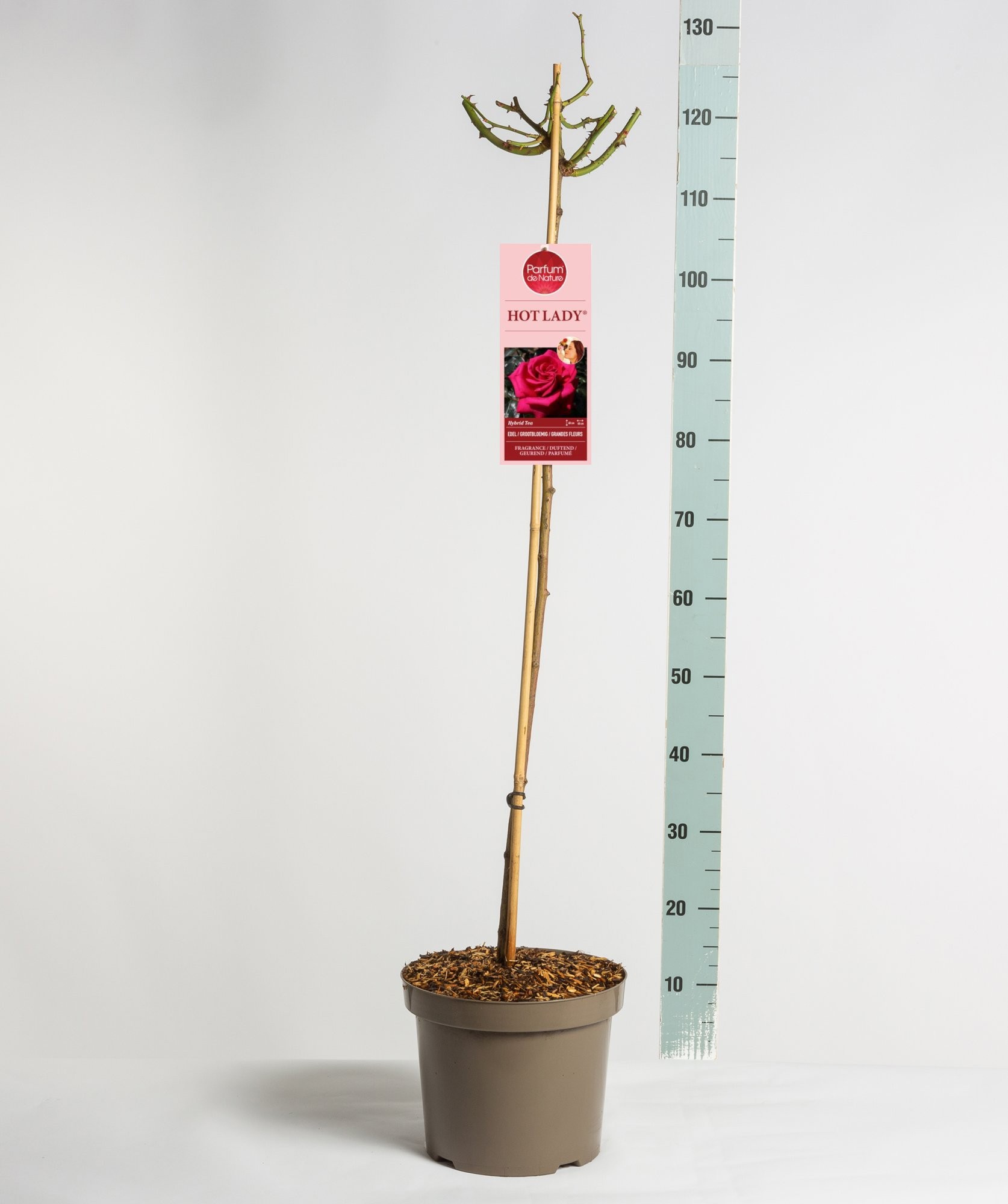 Parfum de Nature Hot Lady ®, stam 90, C7.5, D 26