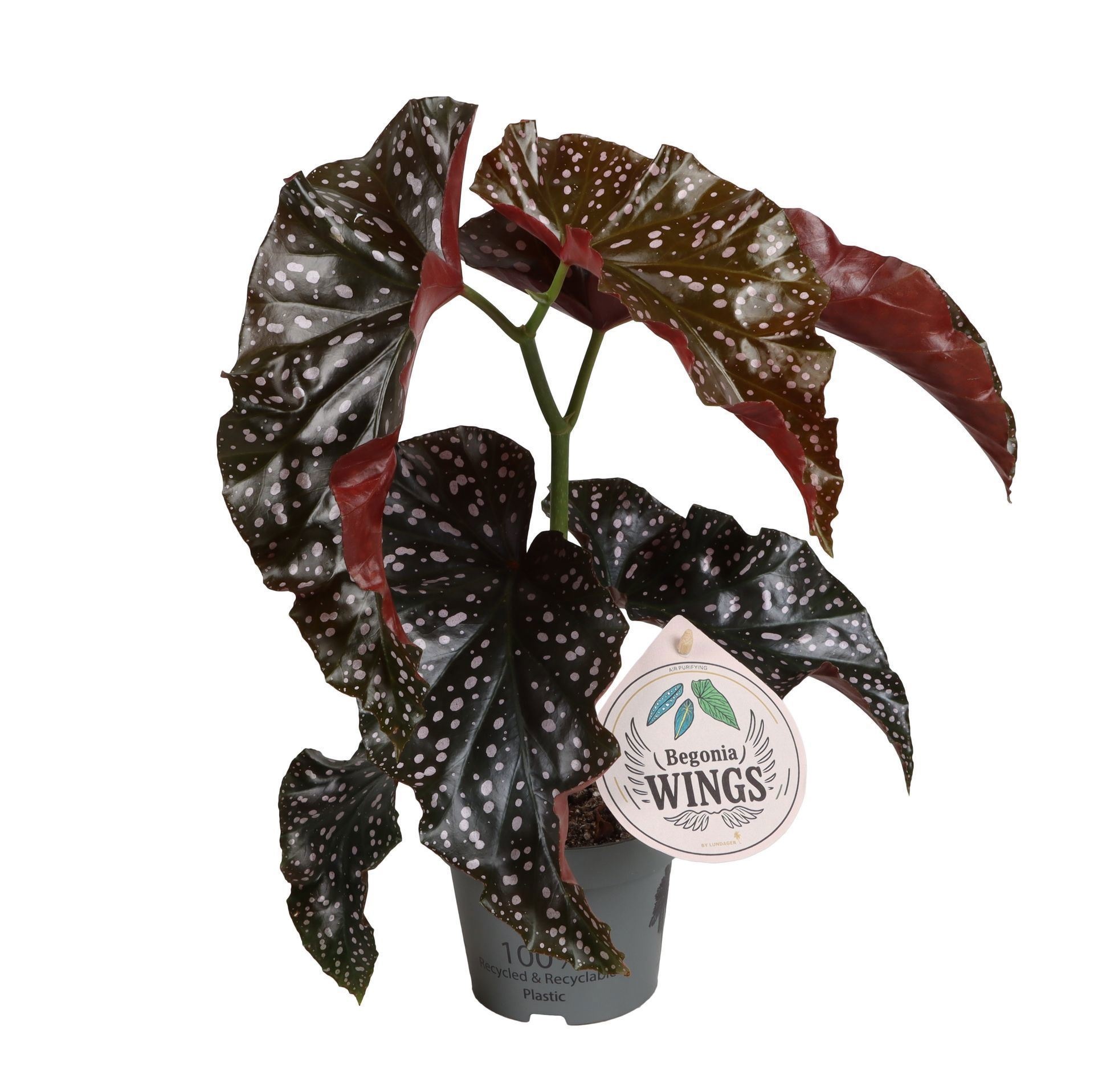 Begonia Wings Cracklin Rosie 12cm, D 12
