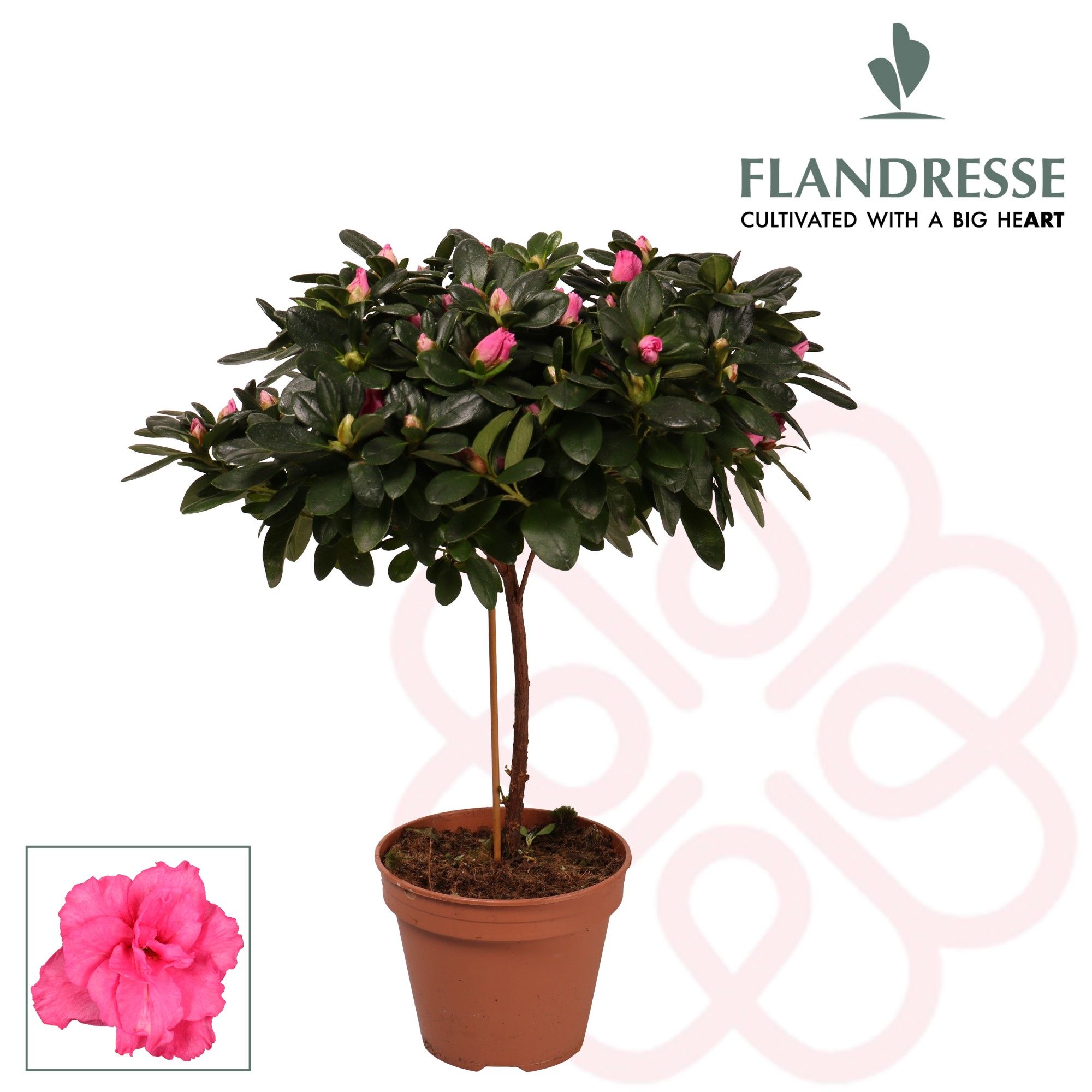 Azalea Flandresse® stam 'roze' 20 - 22 cm, D 13