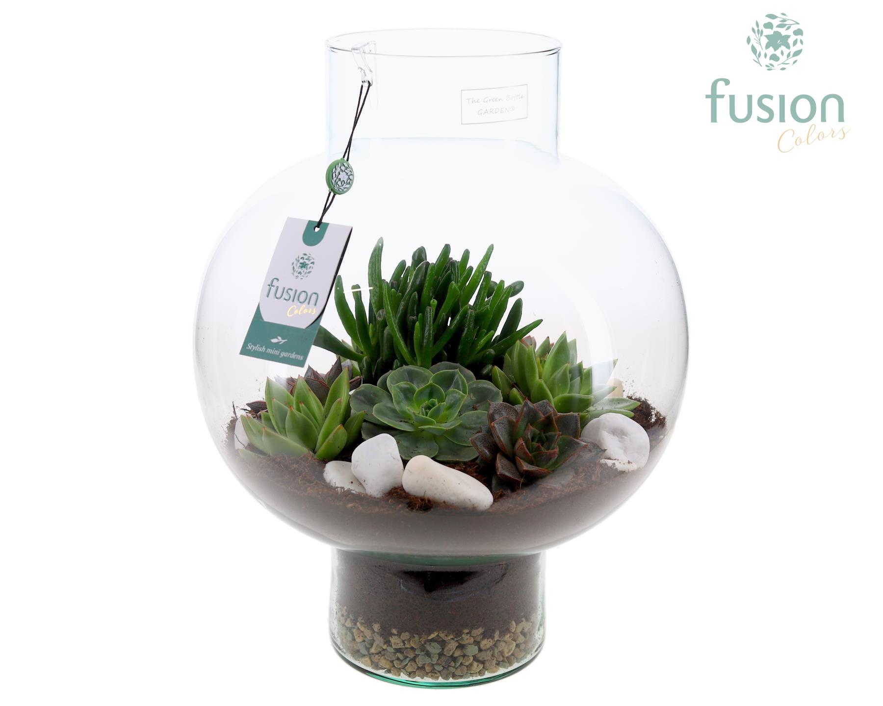 Green Bottle Laura Large met Succulenten, D 31