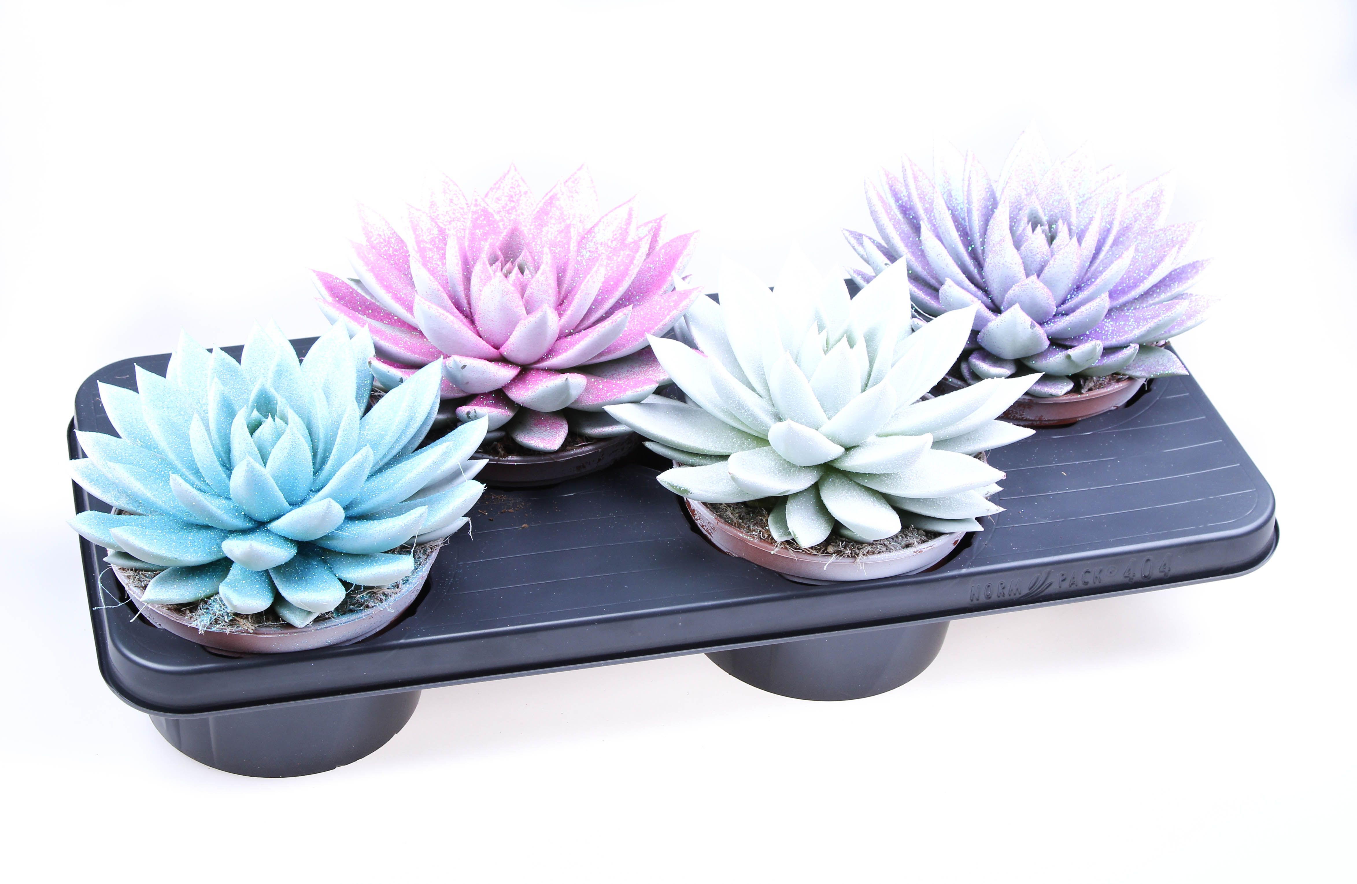 Miranda wit + glitter mix, D 15