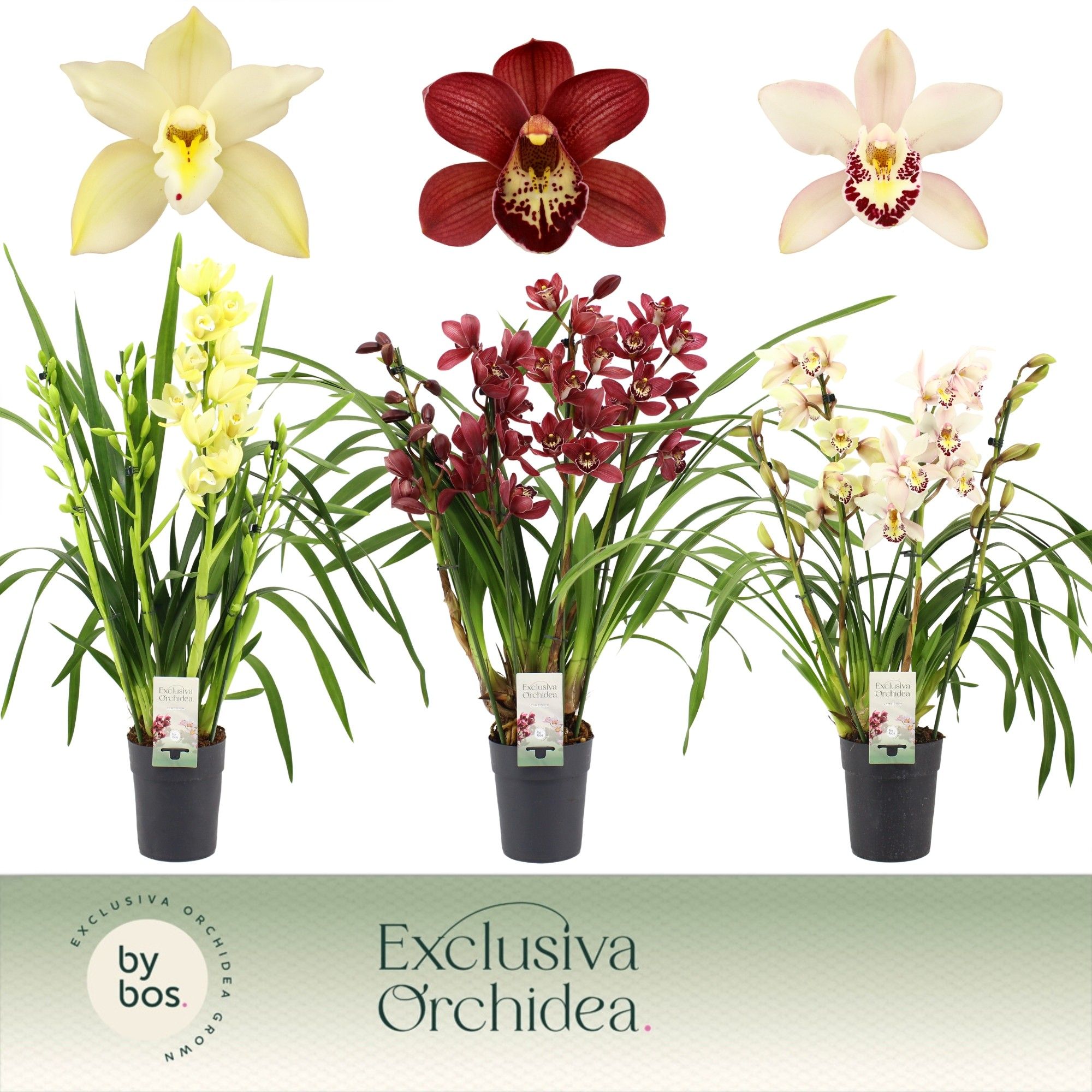 Cymbidium, Mix 4-spike P14 'Exclusiva Orchidea', D 14