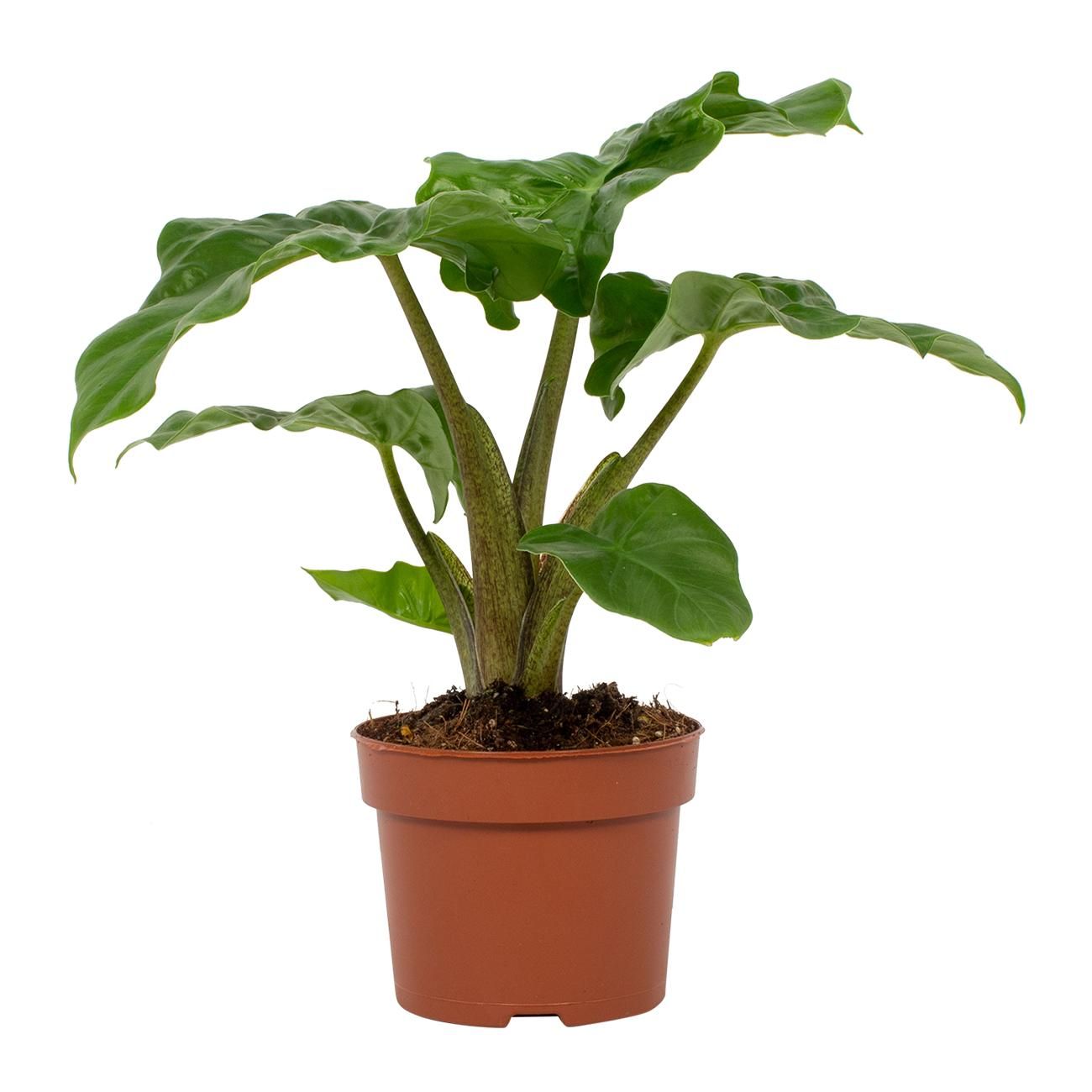 Alocasia Low Rider 12cm, D 12