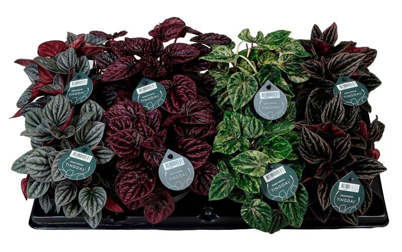 PEPEROMIA CAPERATA 'Mix', D 12