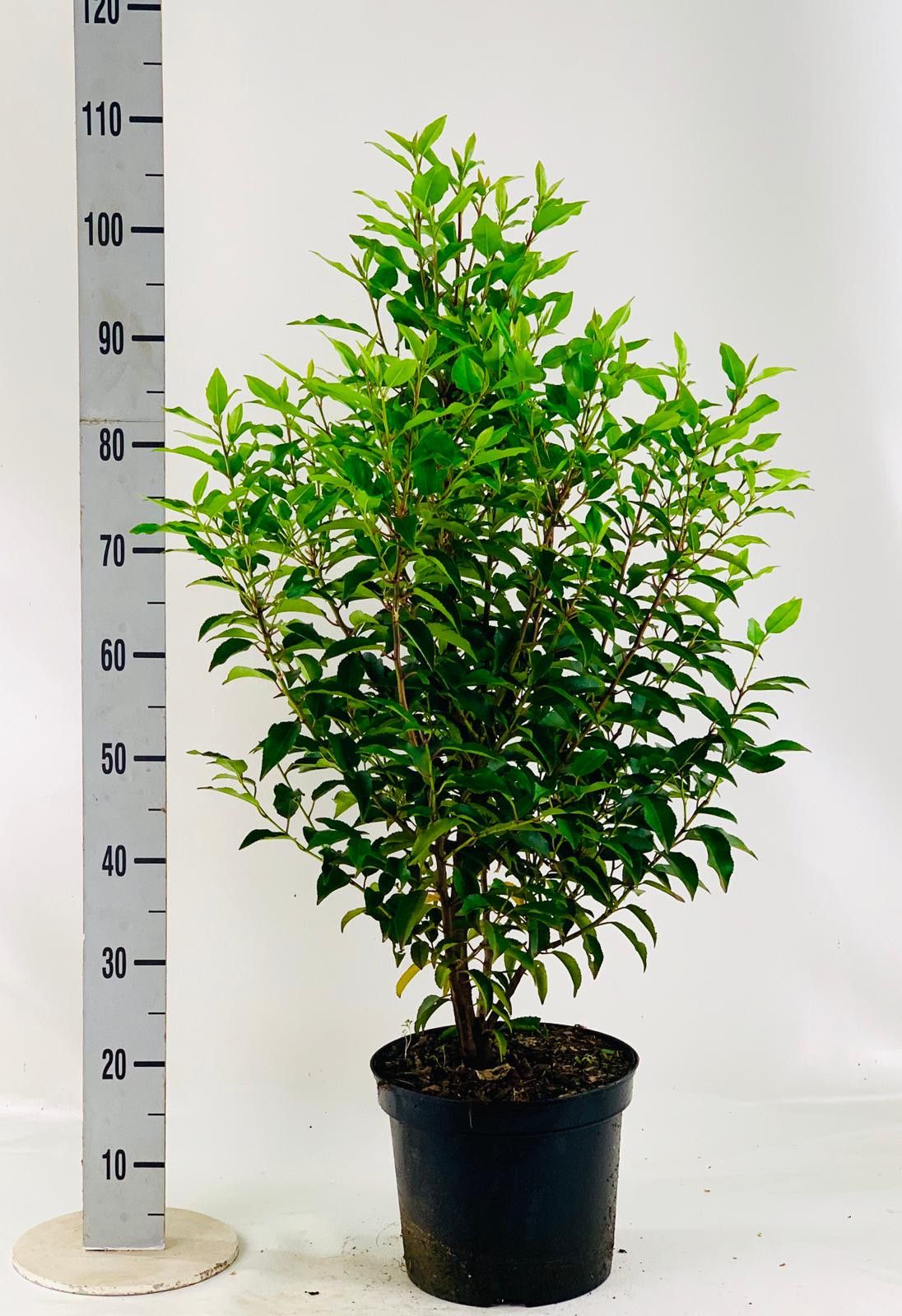 Prunus lus. 'Angustifolia' 80-100 cm, D 29