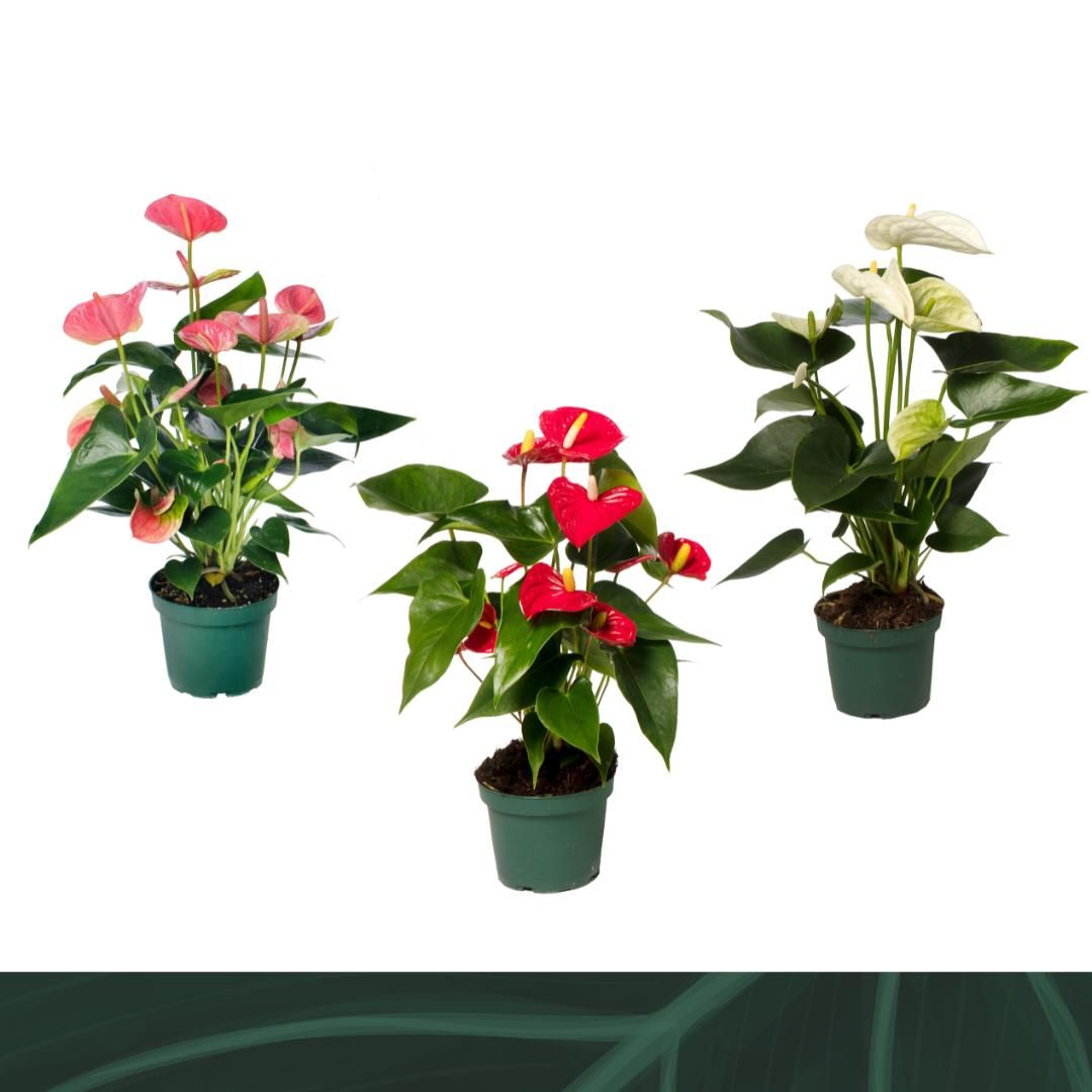 Anthurium mix 12cm 4 kleuren, D 12