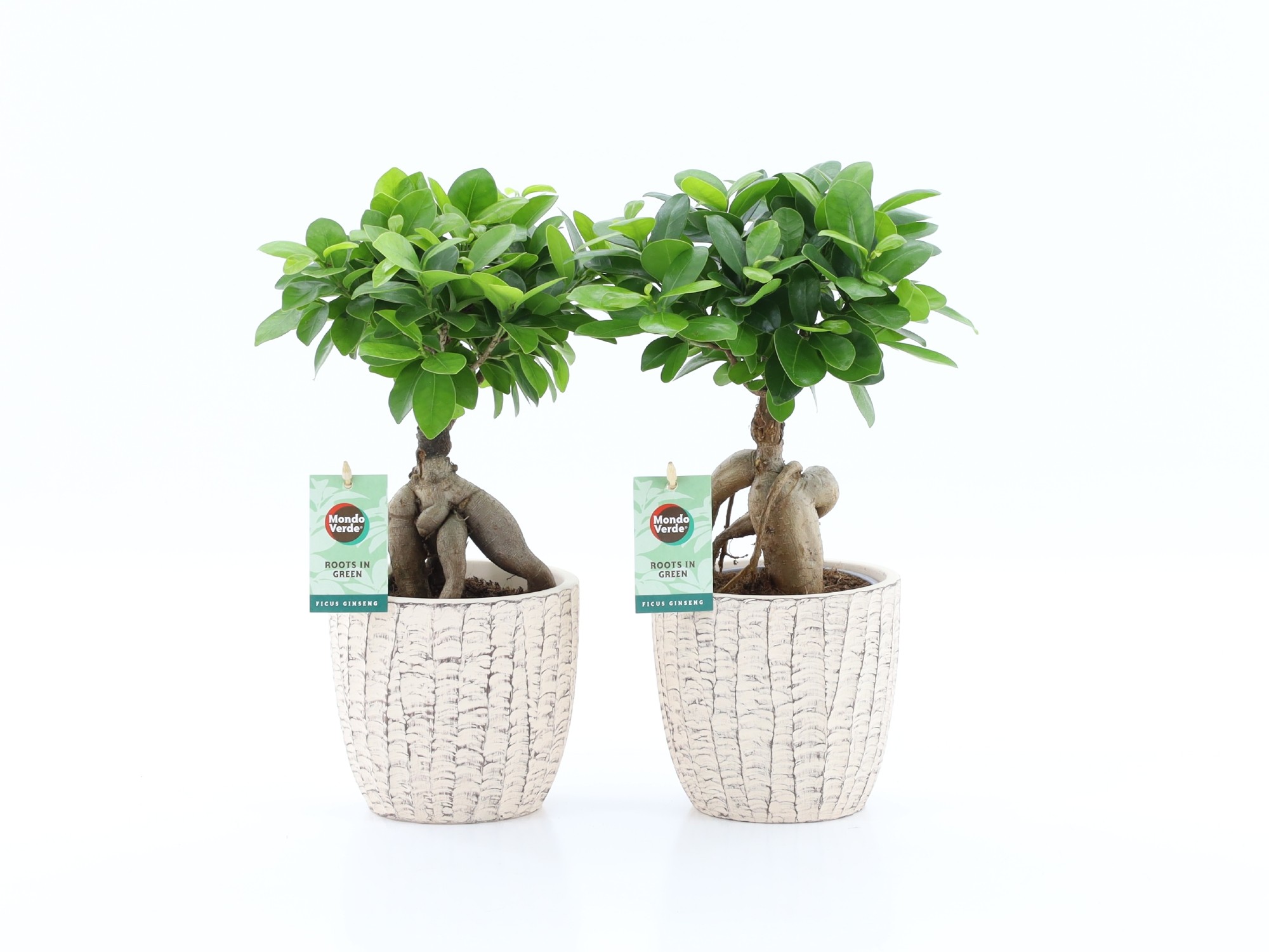 Ficus micr. Ginseng in Sculpture keramiek, D 13