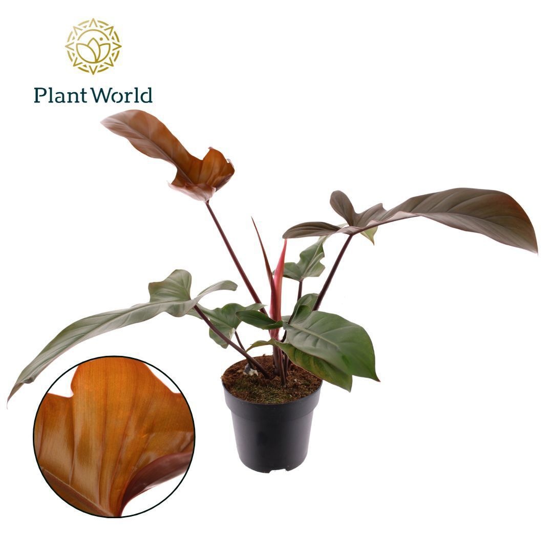 Philodendron Florida Bronze P19, D 19