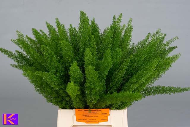 Аспарагус Маерс 50, шт.