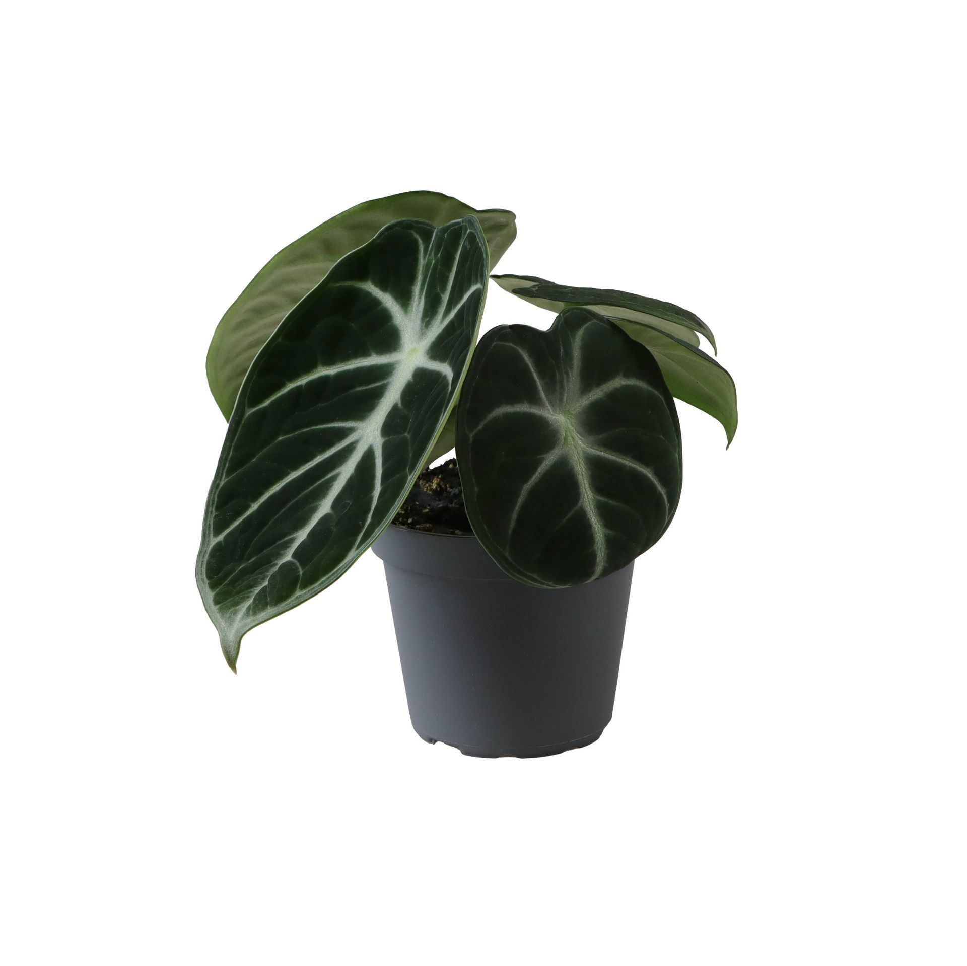 Alocasia Ninja 6 cm, D 6