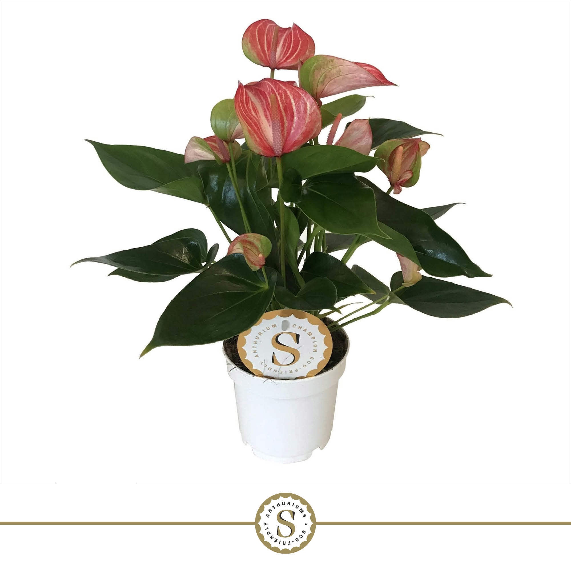 Livium Red 12cm, D 12