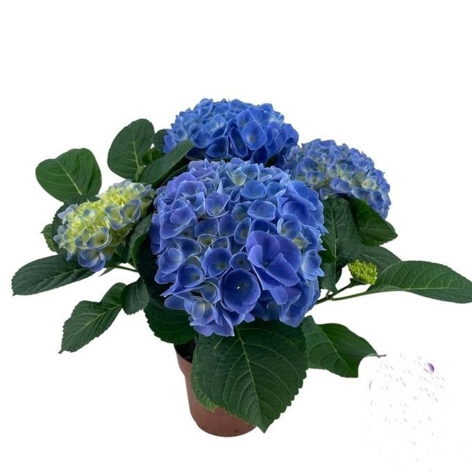 853 VDBE : Pot 14 HYDRANGEA Blue 2-4 knop, D 14
