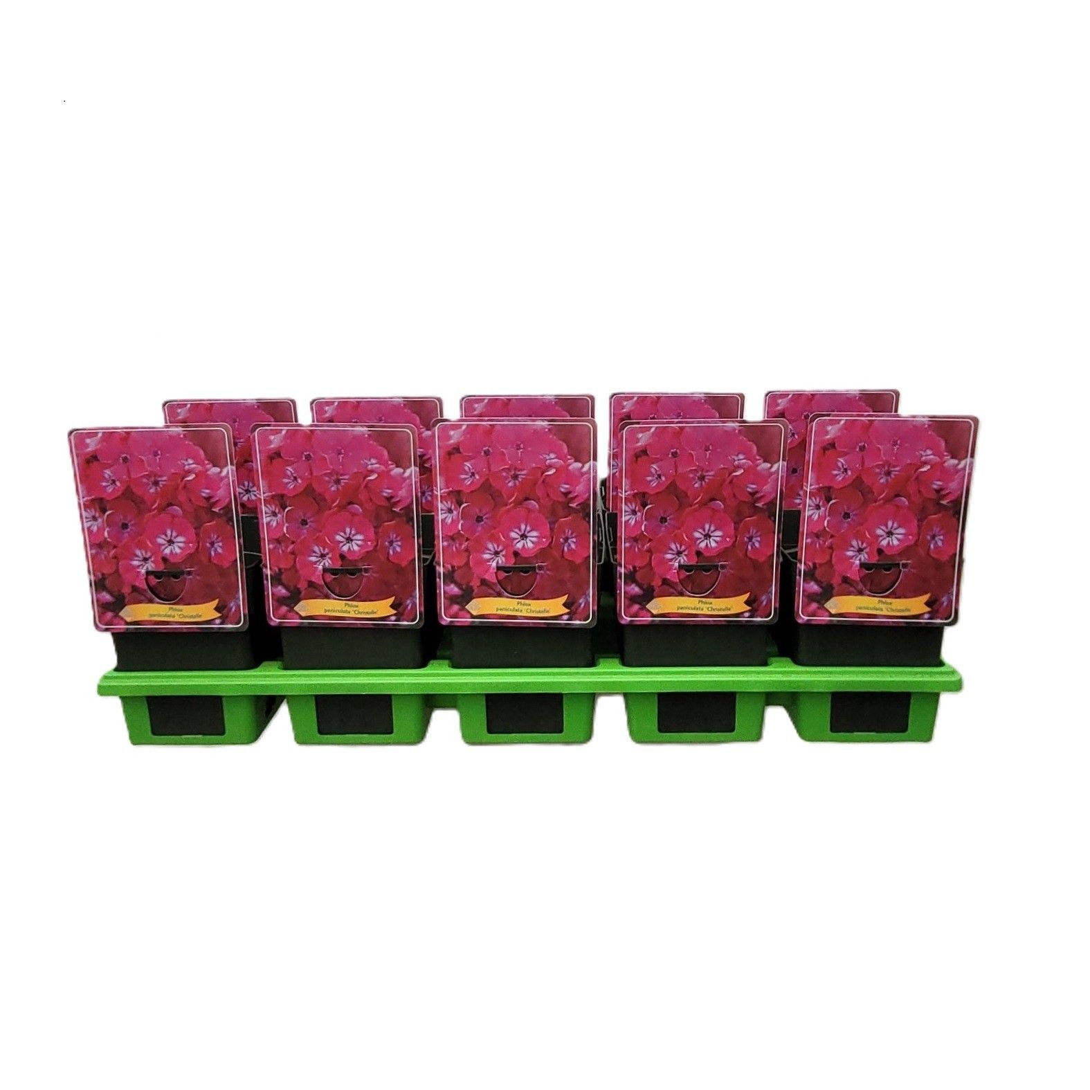 Phlox 'Christelle' P11, D 11