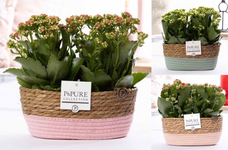 2x Kalanchoe mix in P&PURE Fieldbasket 7, D 12