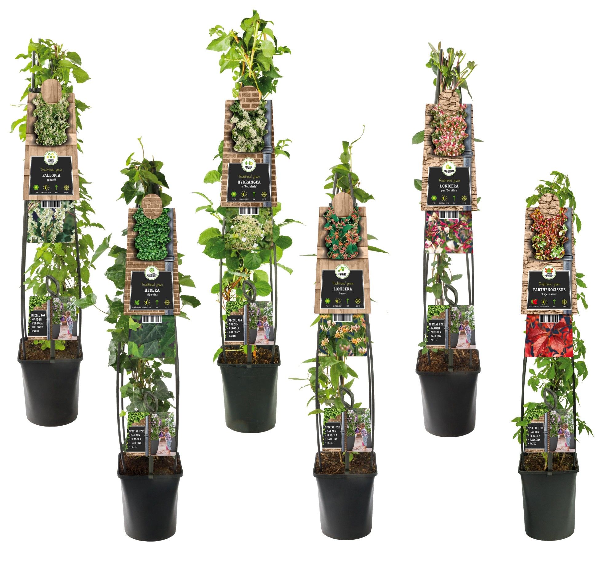 Mixtray Climbers without Clematis +3.0 label, D 23