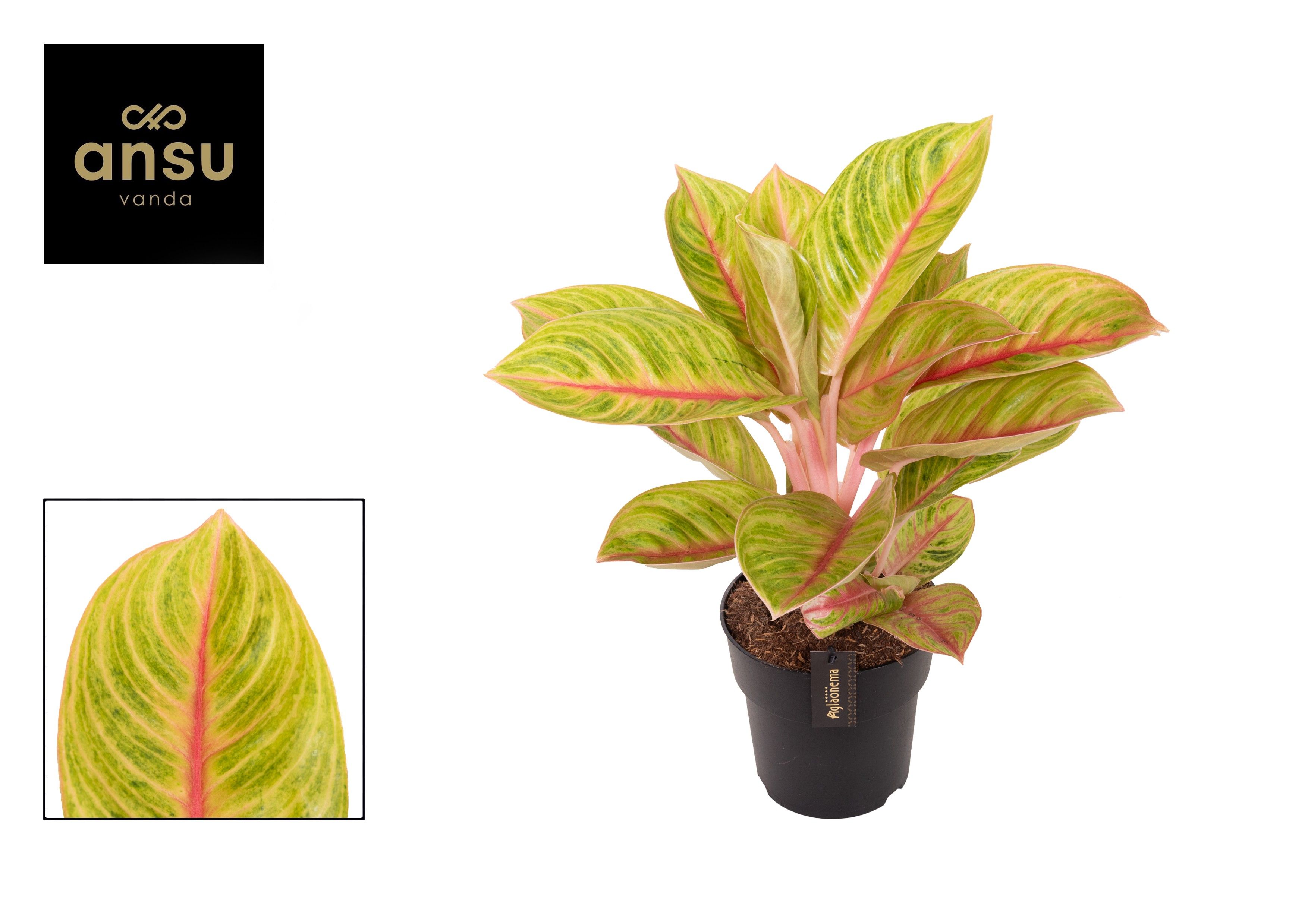 Aglaonema Rose Parakeet, D 19