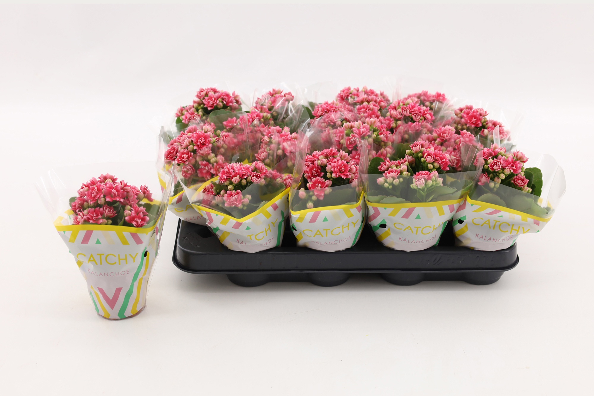 Kalanchoe Double Sylca, D 8