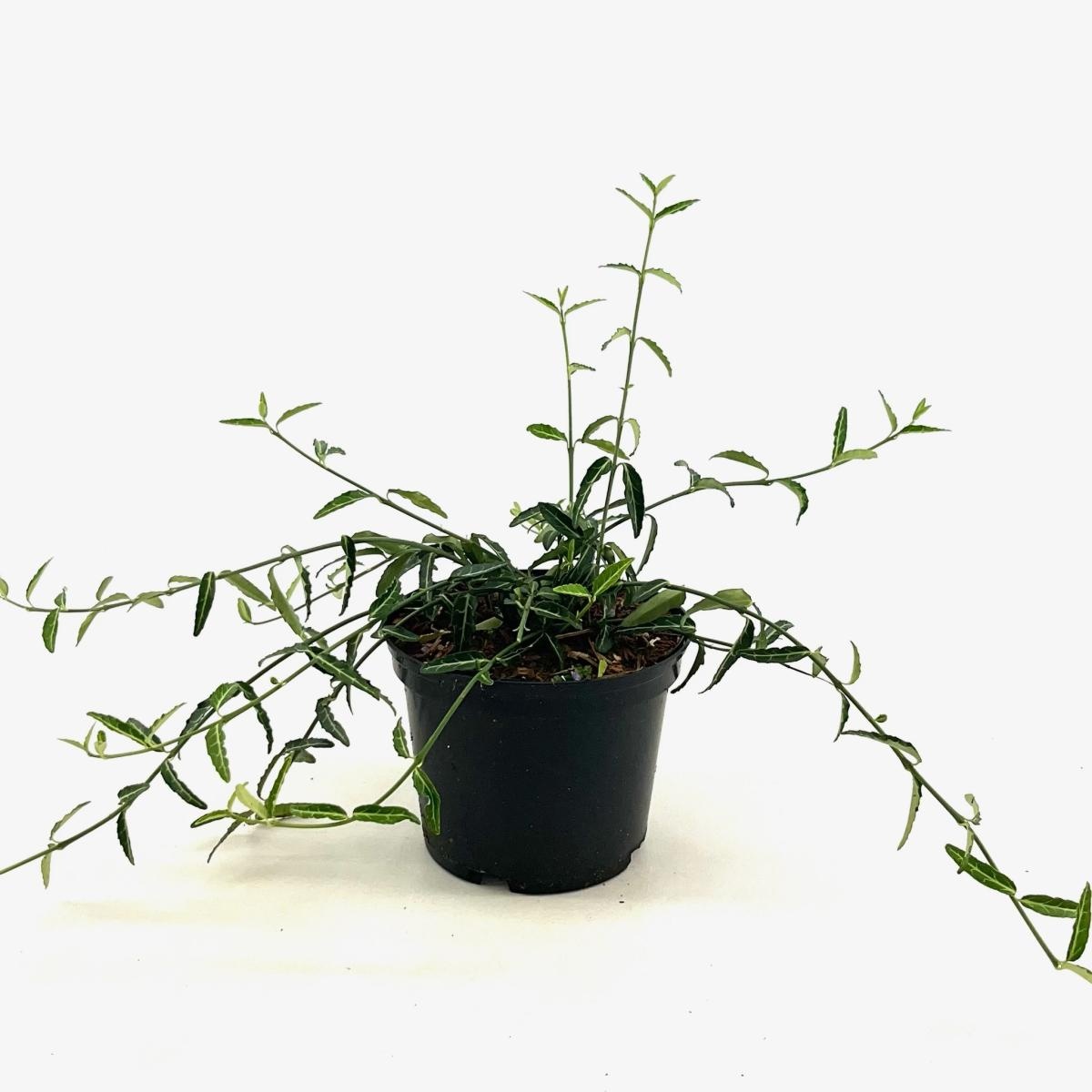 Euonymus fort. 'Wolong Ghost', D 17