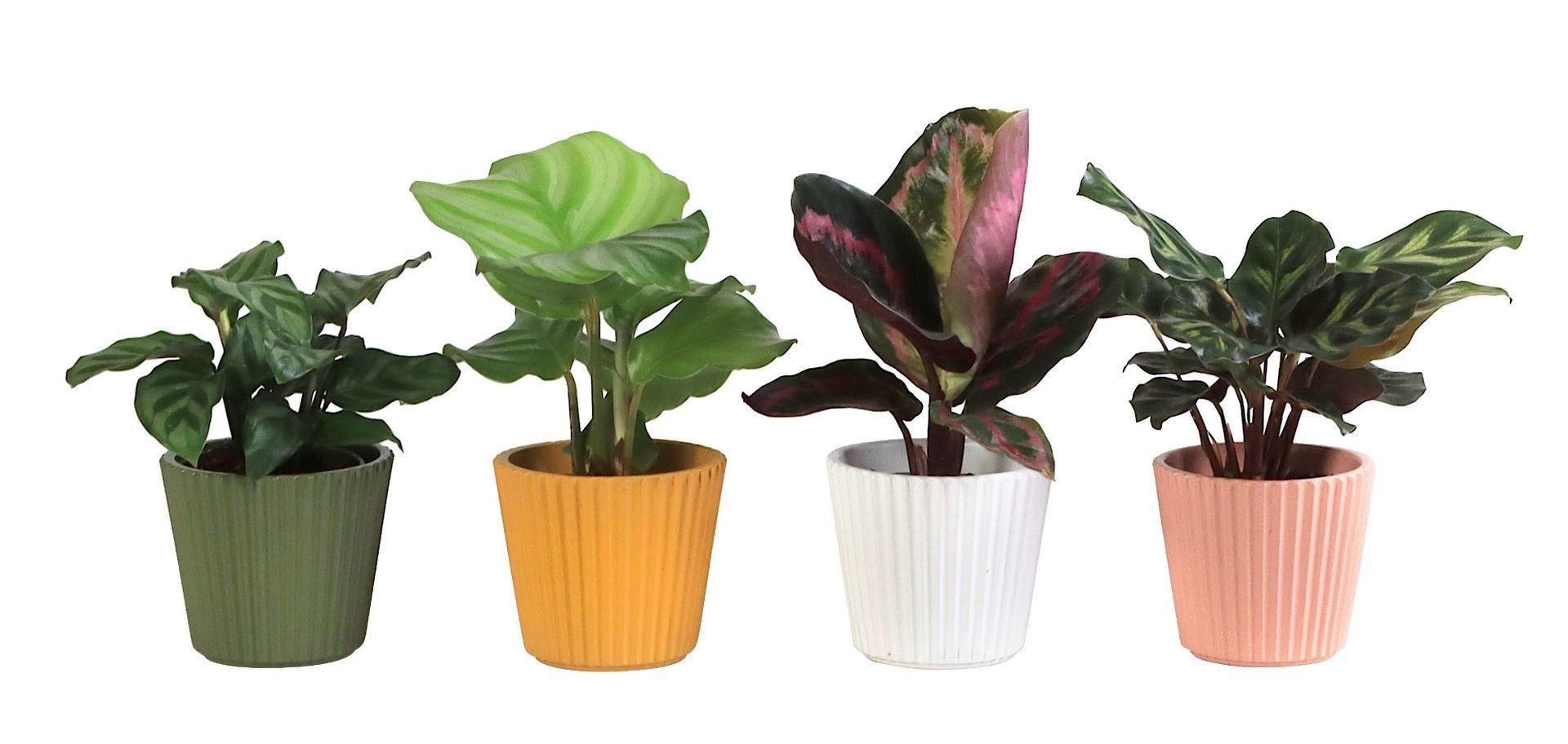 L 65911 with Calathea Mix 6 cm, D 6
