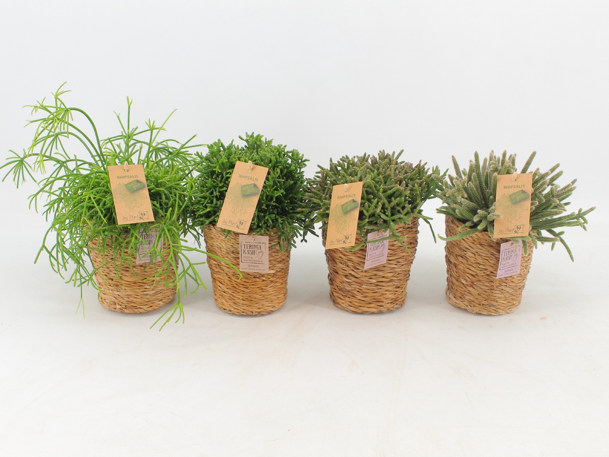Rhipsalis p10,5 gemengd in SEAGRASS, D 12,5
