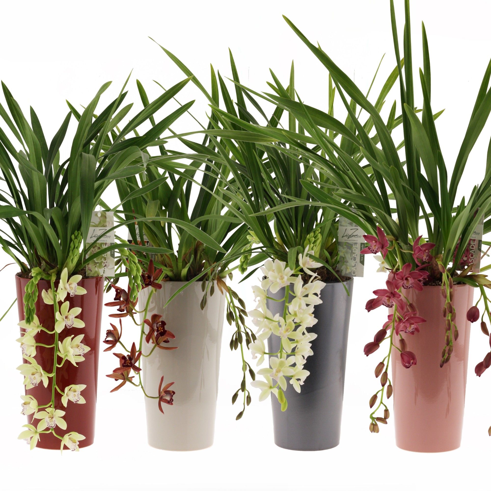 mix cascade 5-7 tak incl. keramieke pot mix, D 14