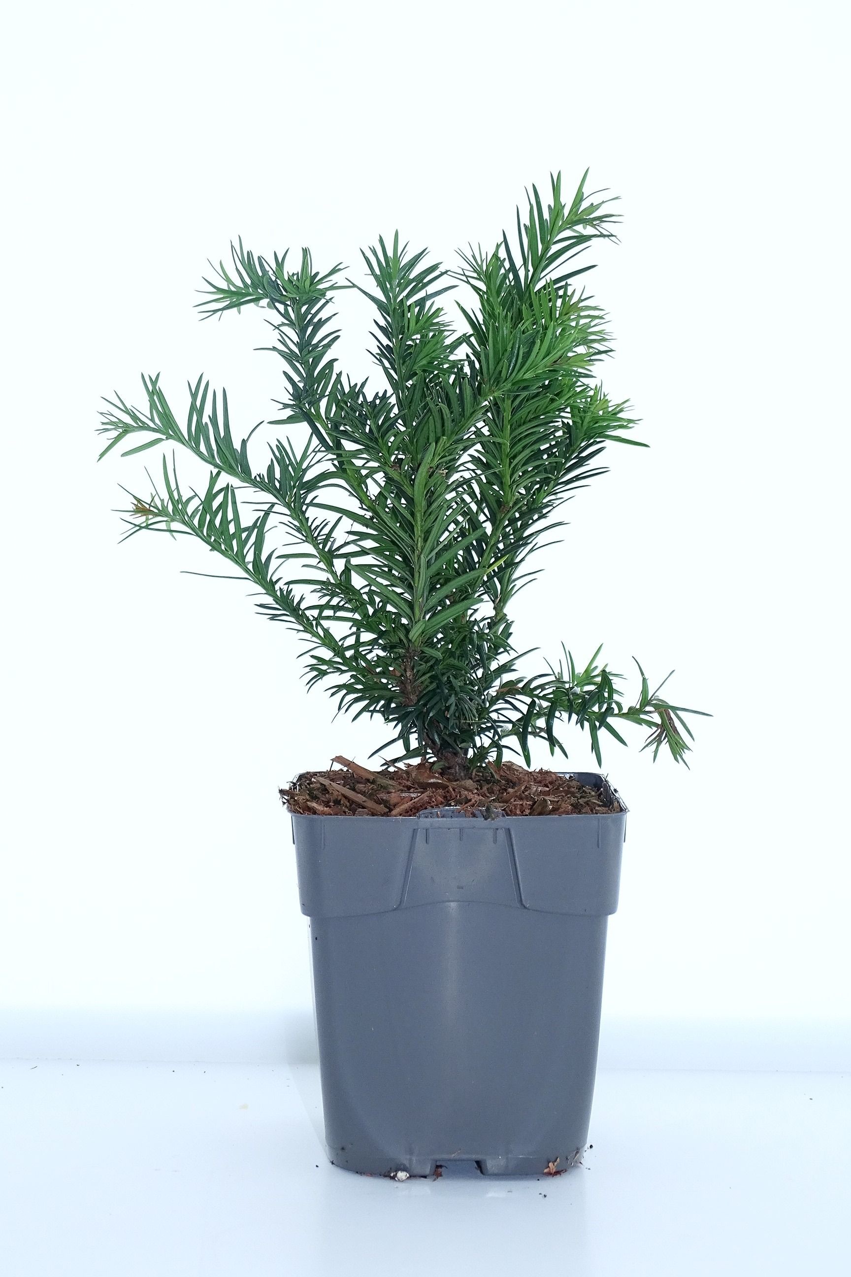 Taxus baccata 'Repandens', D 12