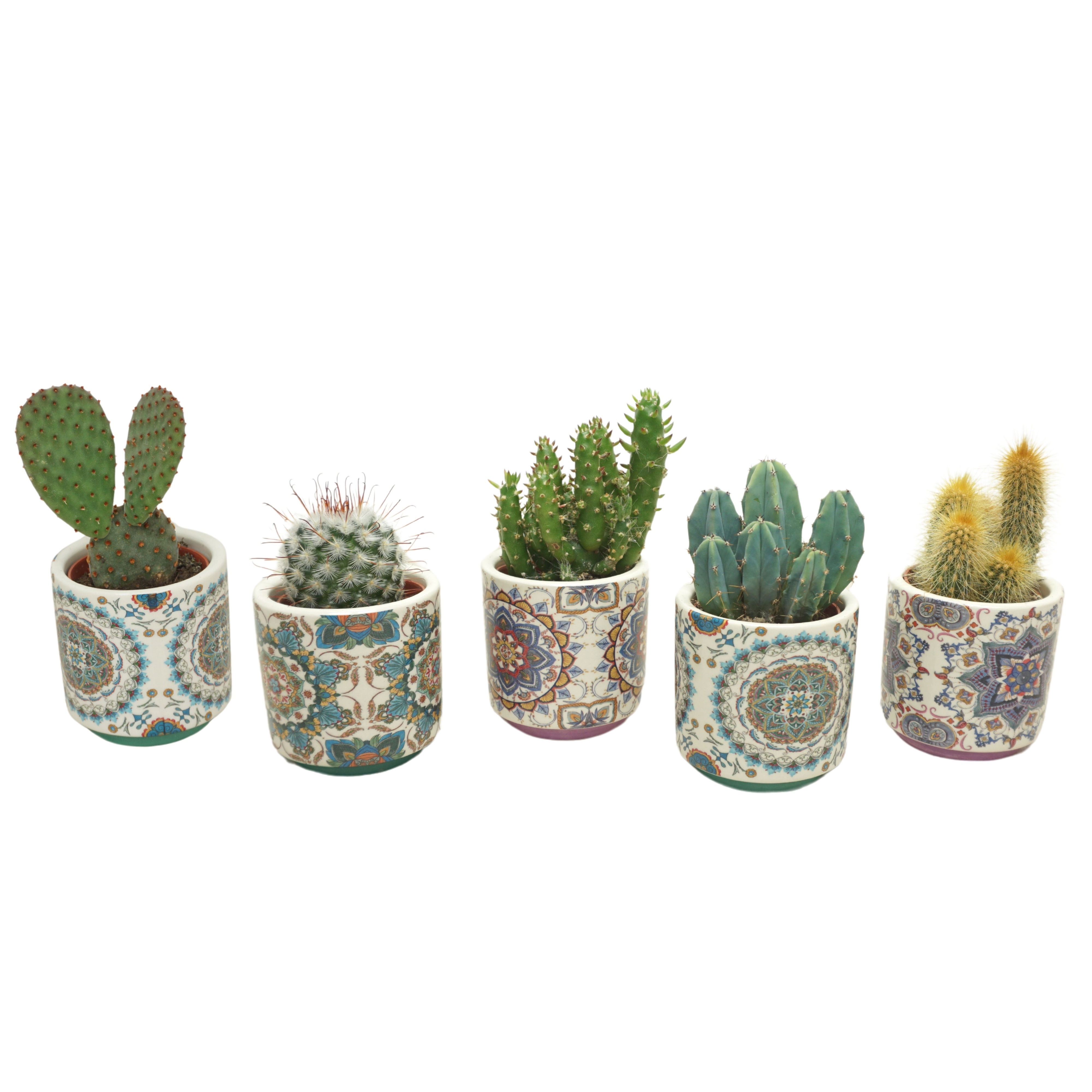 Cactus mix in 6 cm 'Marrakesh' sierpotje, D 5,5