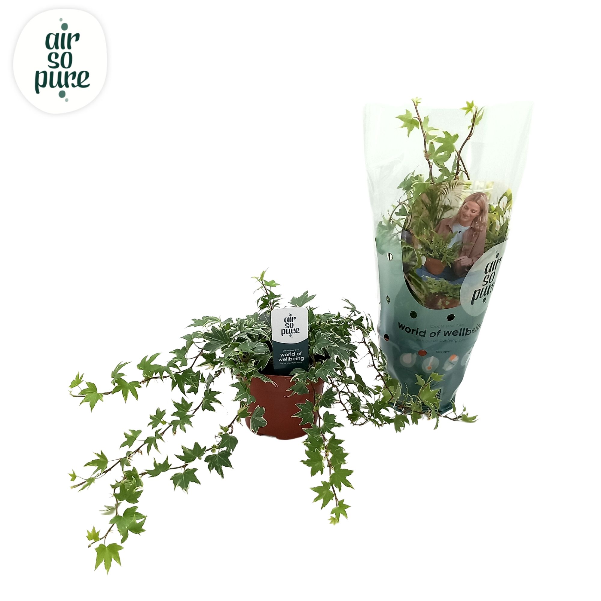 Hedera helix 'White Ripple' Air So Pure®, D 13