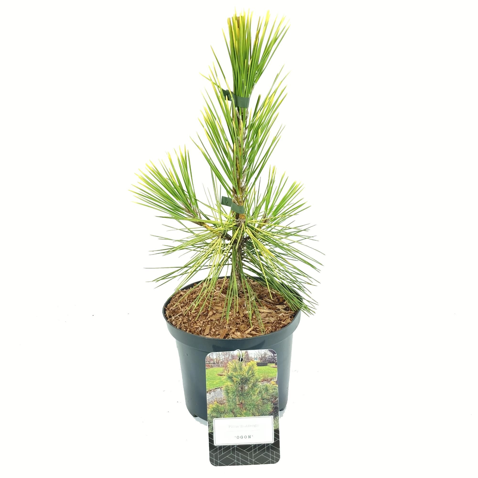 Pinus thunbergii 'Ogon', D 18 cm