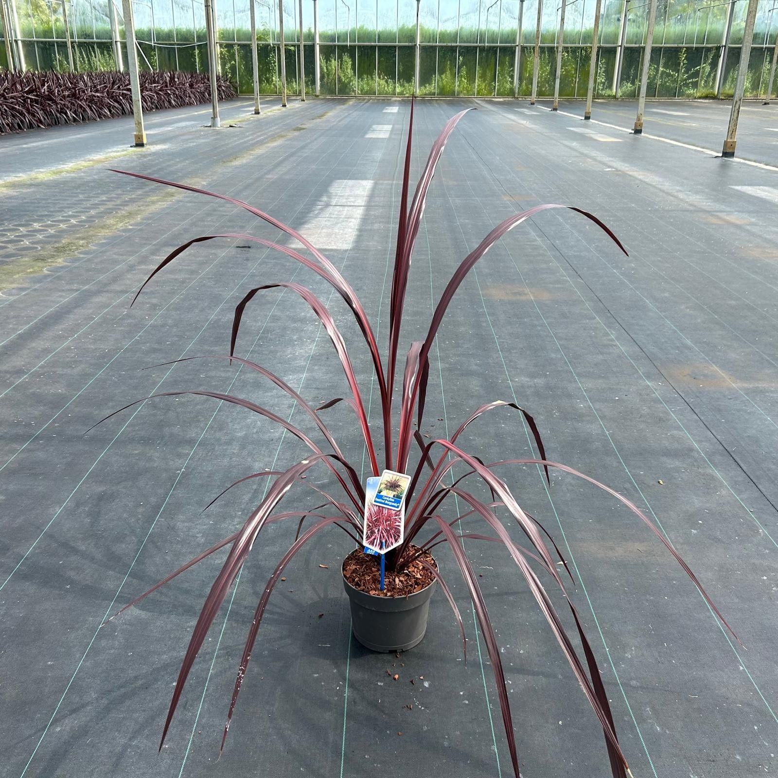 Cordyline Festival® Burgundy ('JURRed’PBR), D 19