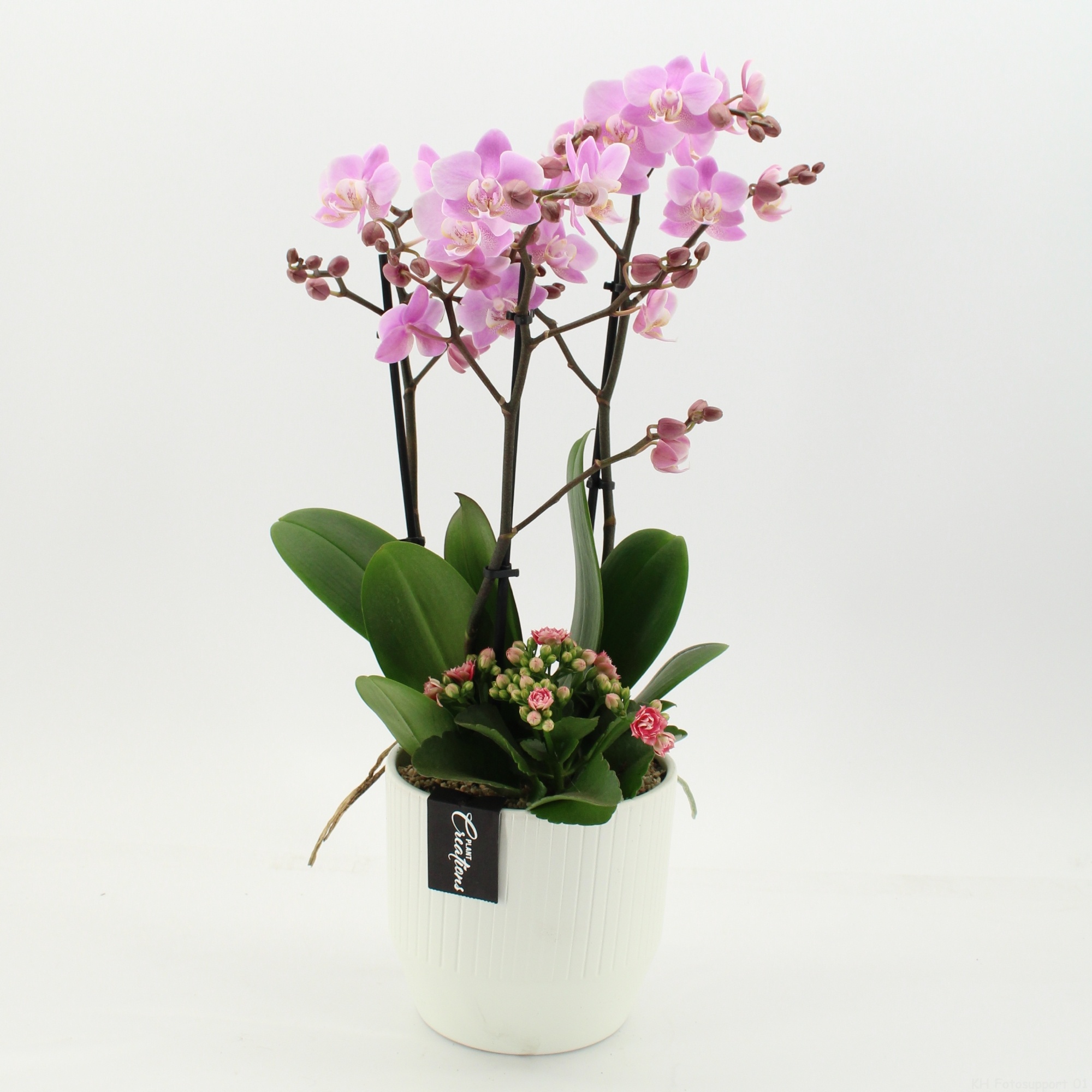 PHAL-2661RZ Phalaenopsis creatie, D 16