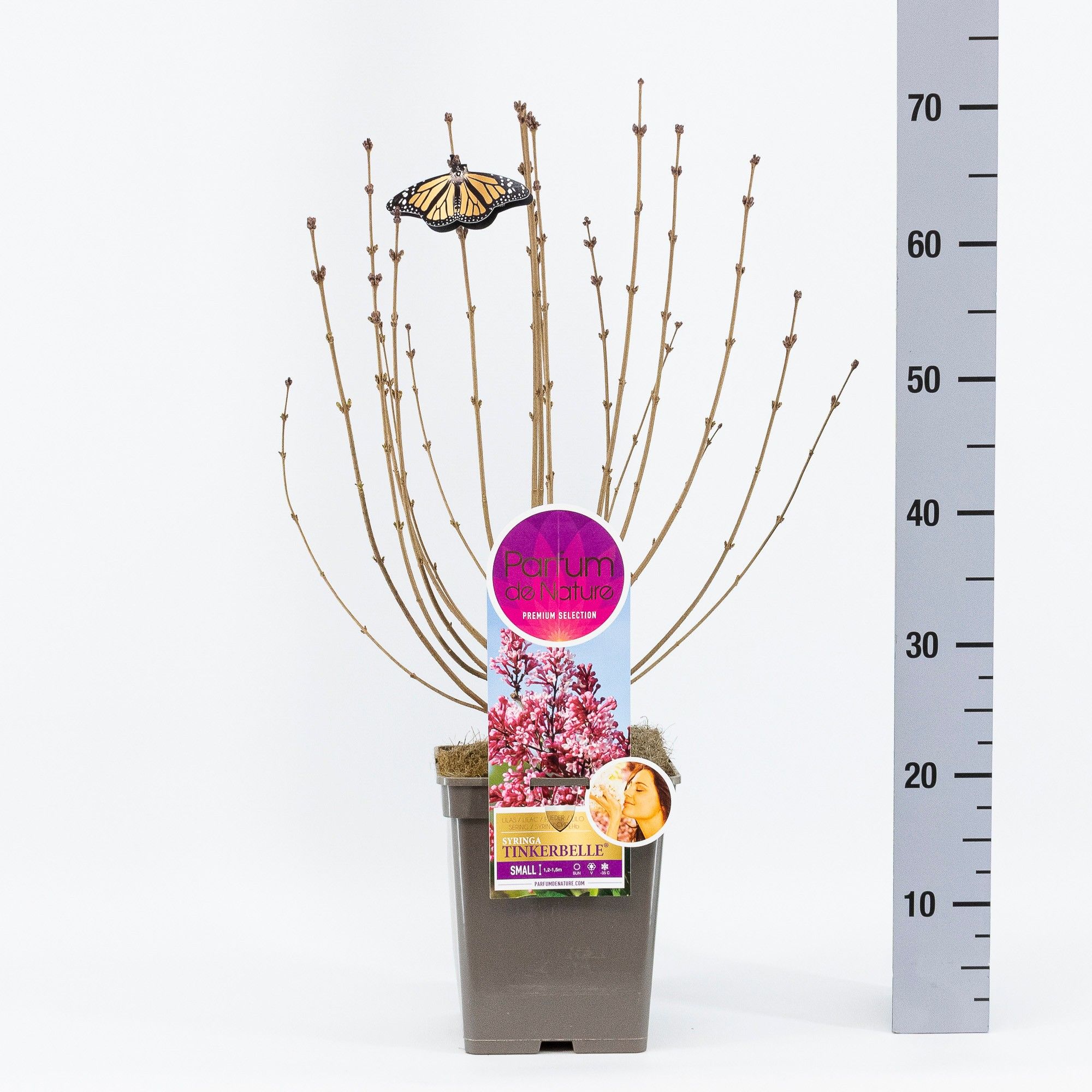 Syringa Tinkerbelle, 'Premium Selection', C5, D 23
