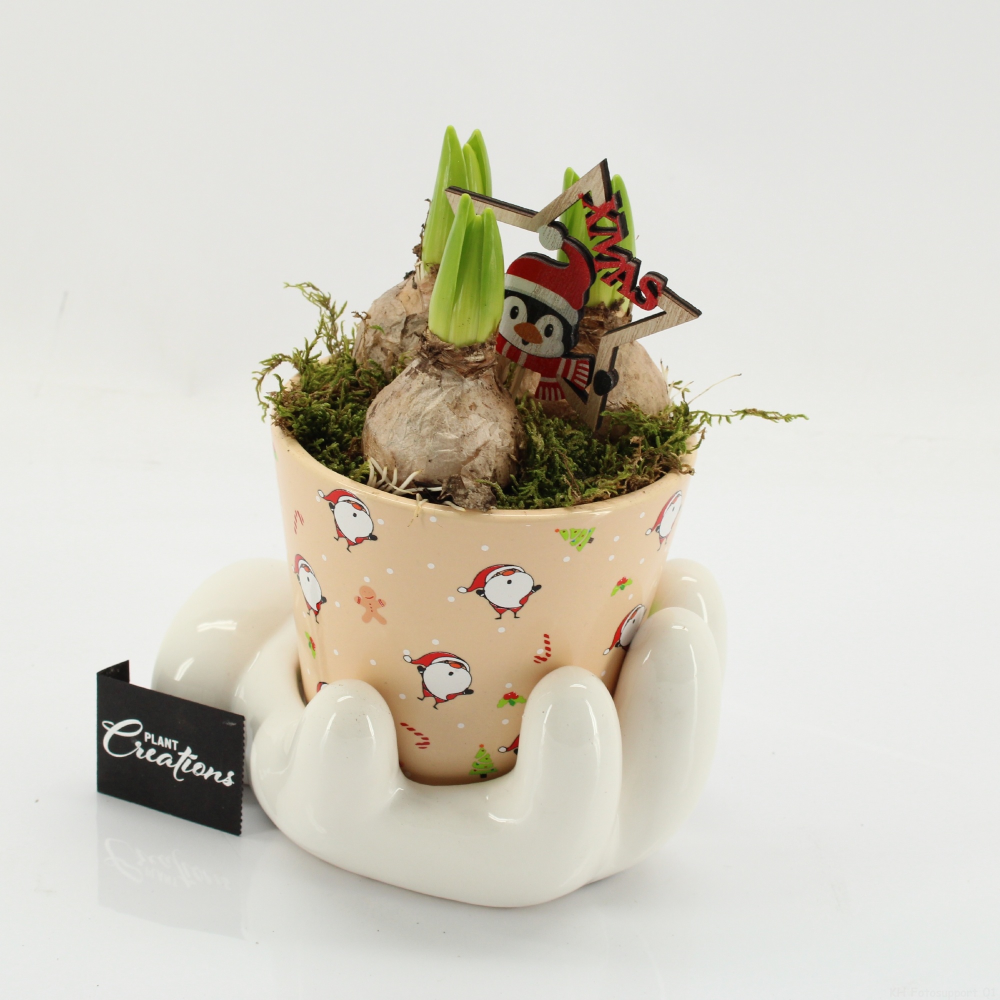 HYCXM-2501 Hyacint Kerst, D 16 cm