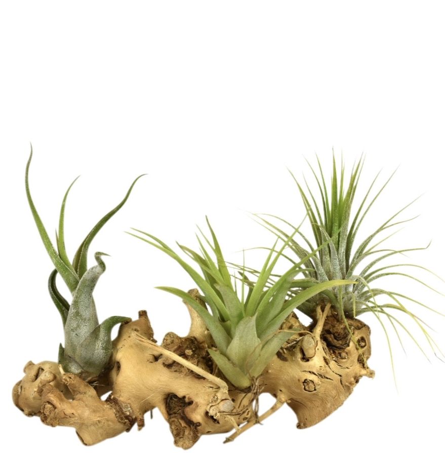tillandsia hout medium, D 12