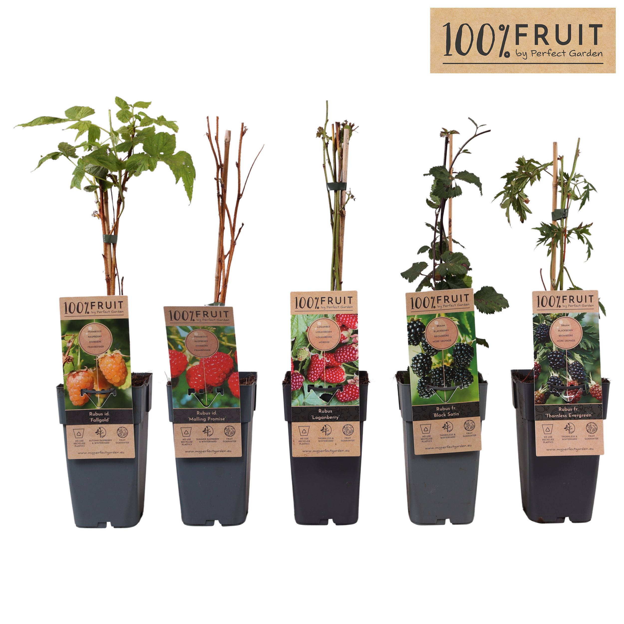 Rubus mix laag P15, D 15