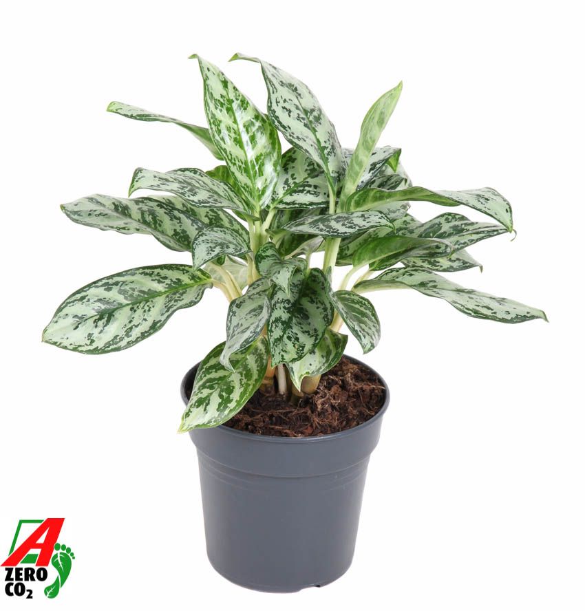 Aglaonema Patricia, D 17