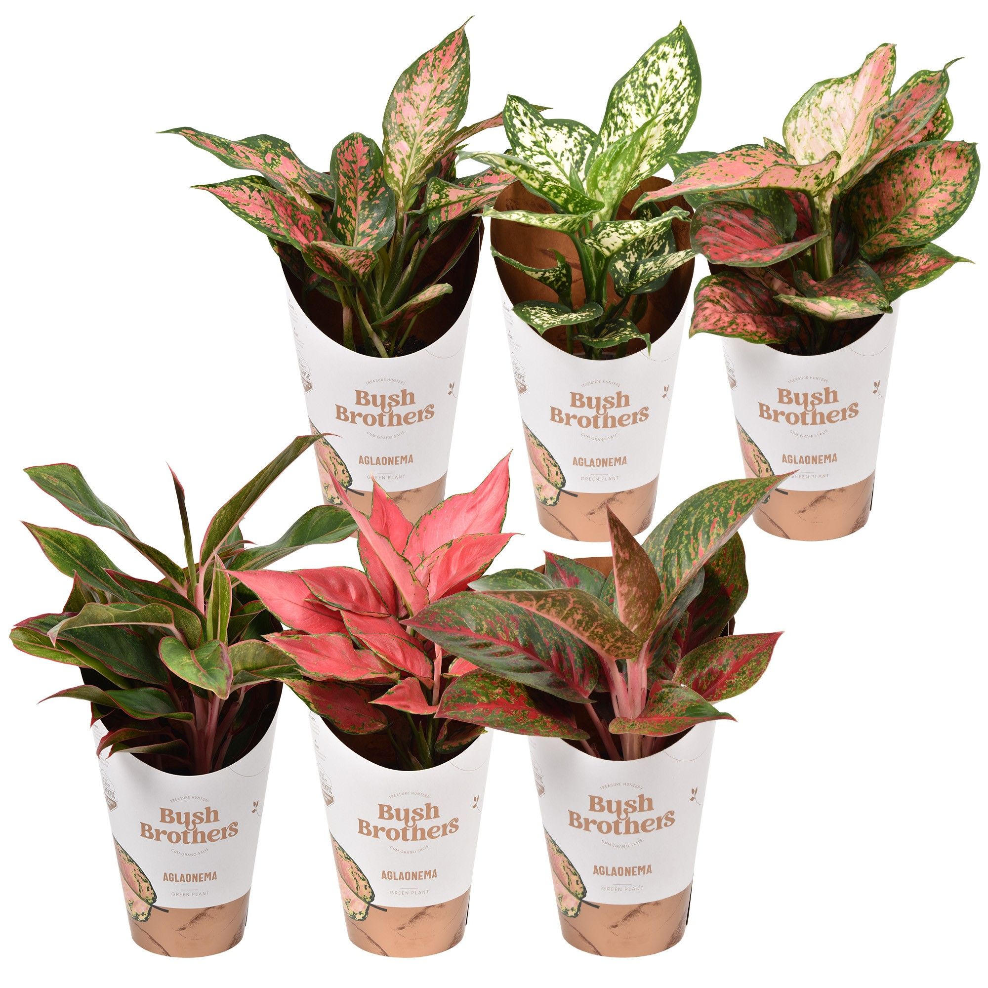 Aglaonema Star Collection, D 12