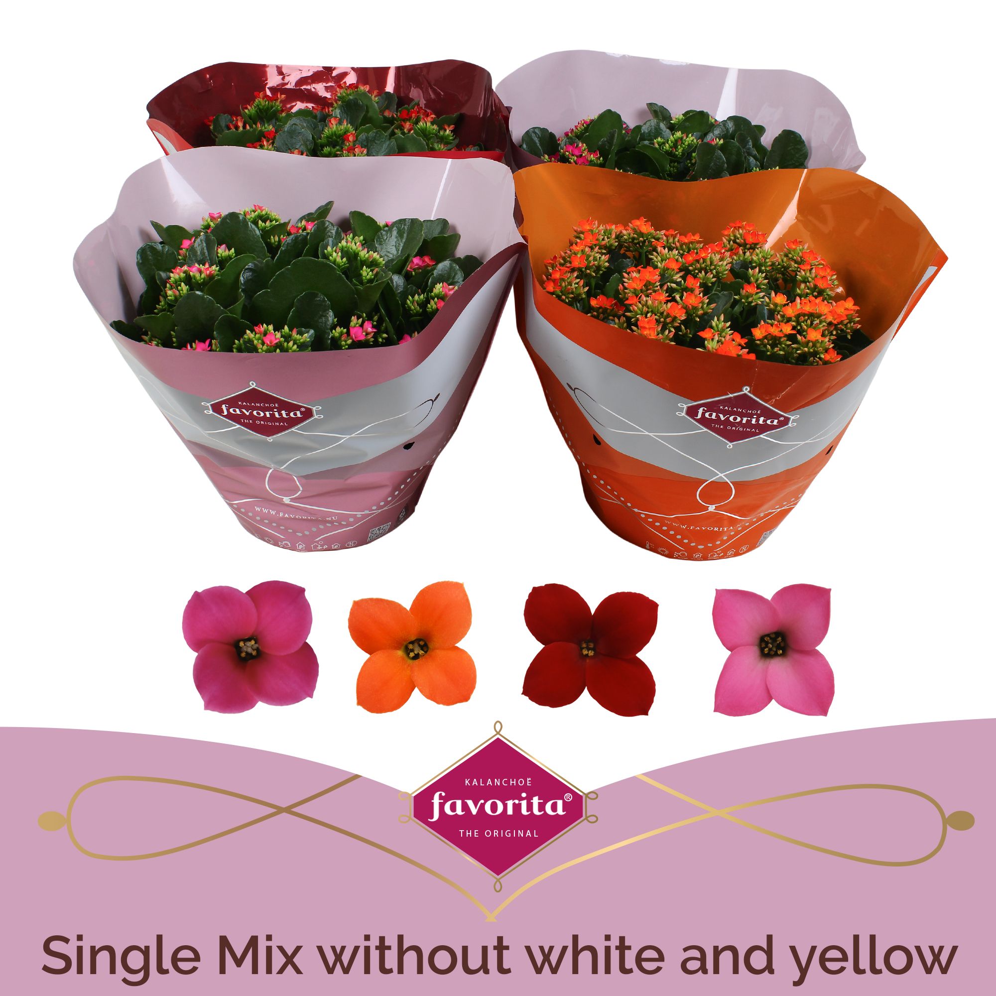 Kalanchoë Single Mix in SV.COloursleeve - without white & yellow, D 23