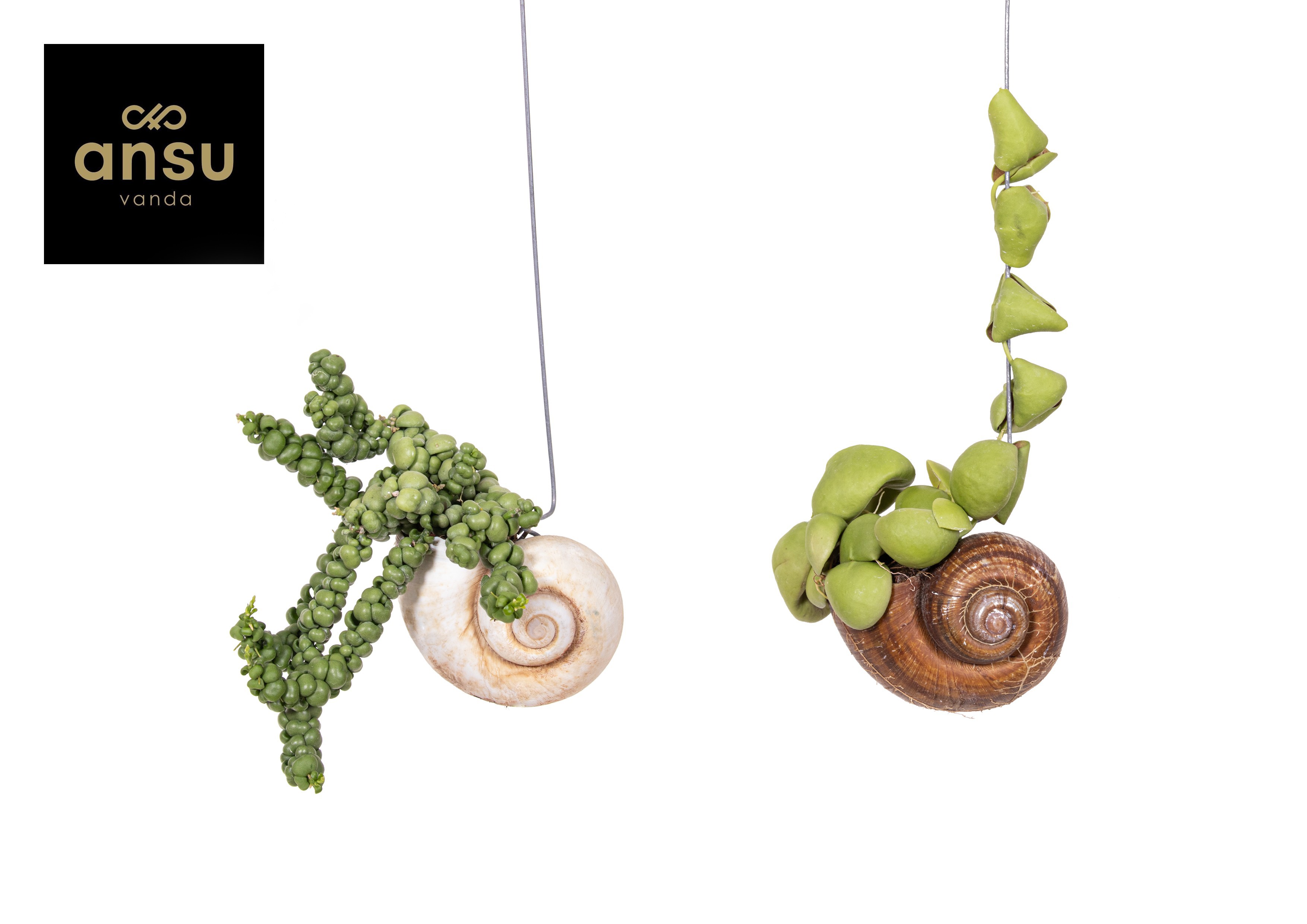 Dischidia Shelly Hang (Los), D 10