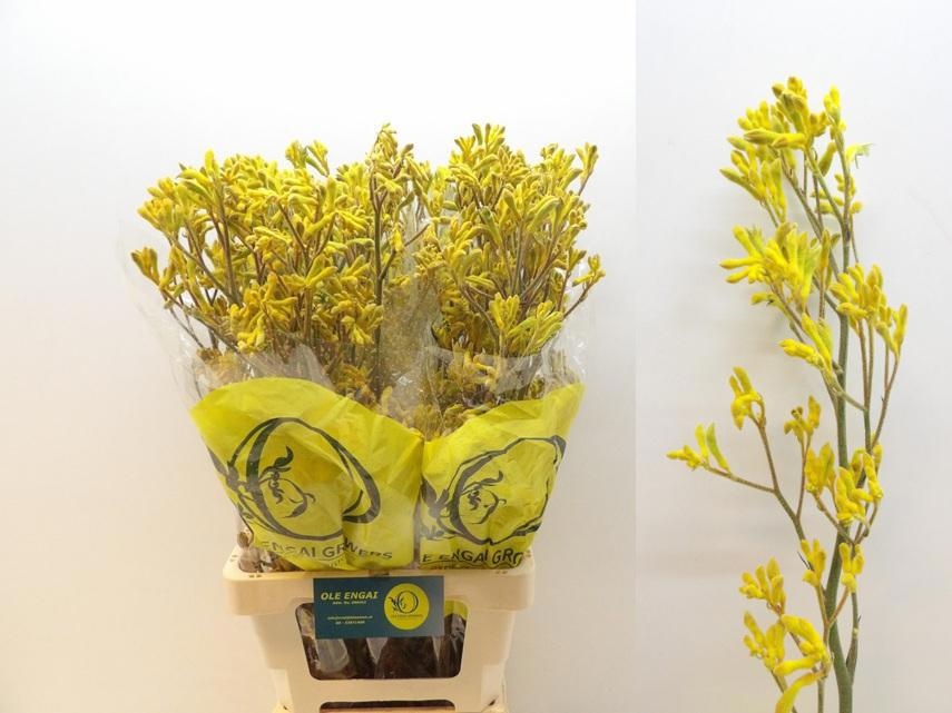 Анигозантус Еллоу Микс 80 (желт.), шт.